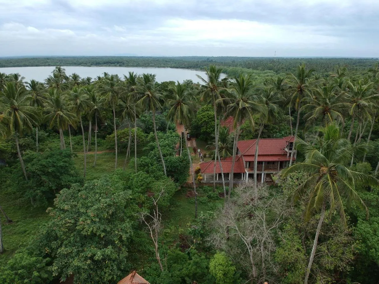 Other in Green turtle