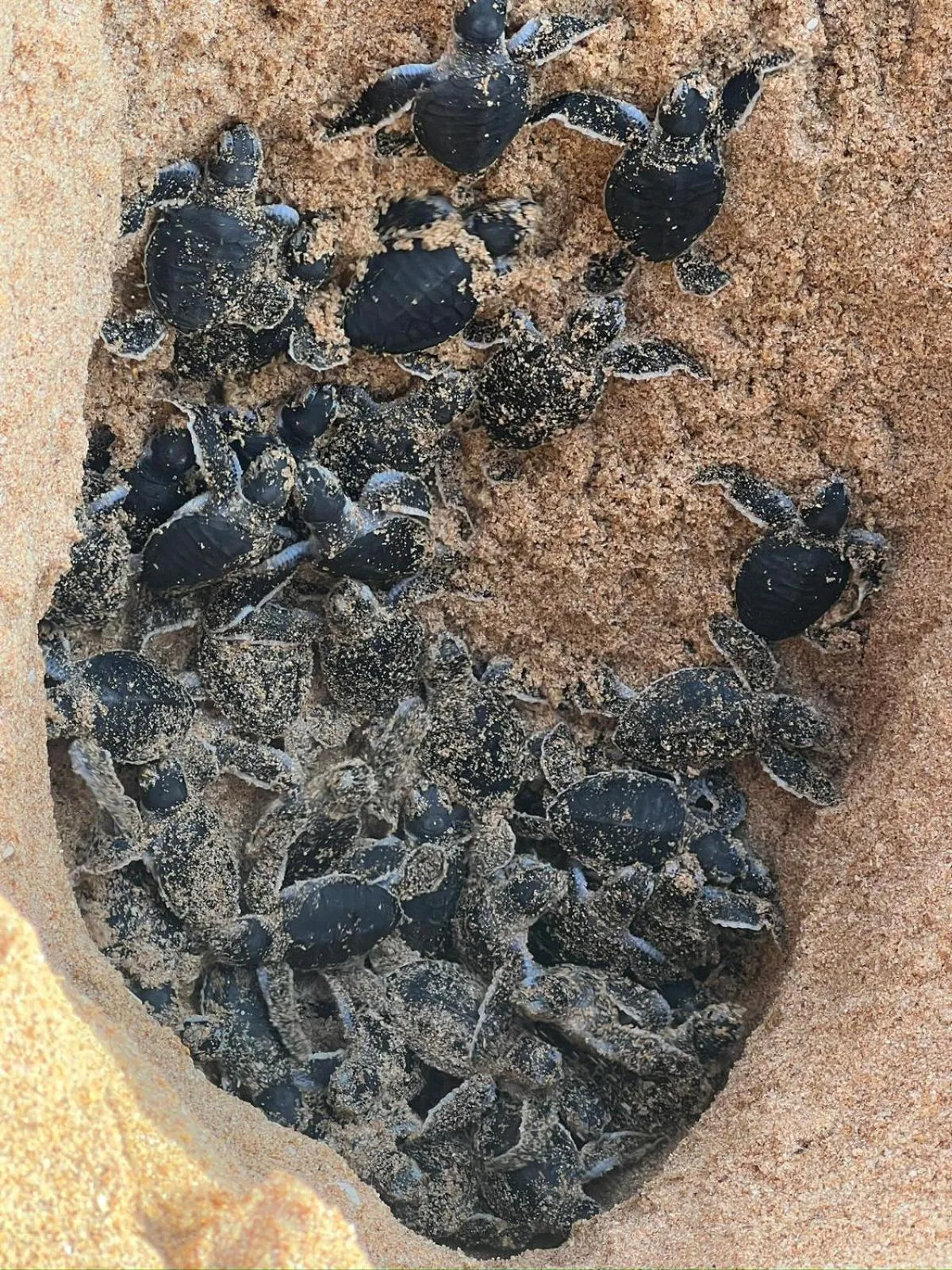 Animals in Green turtle