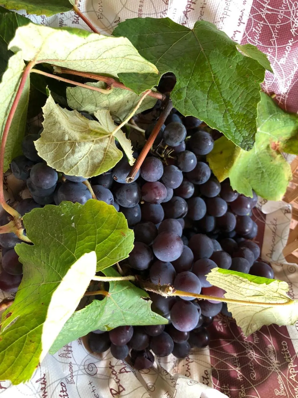 Garden in Residenza Giancesare Family Apartments