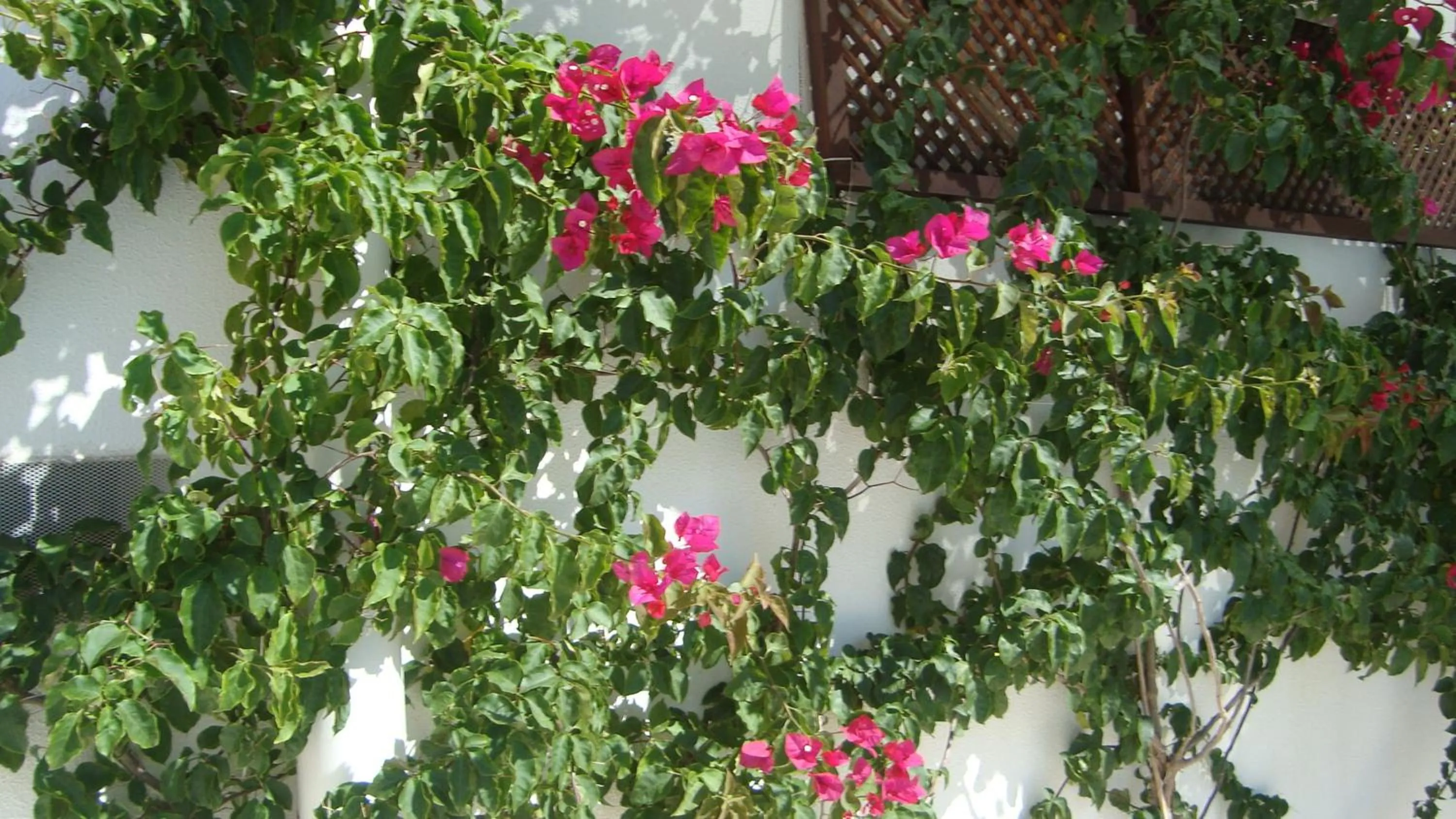 Decorative detail in Asmin Hotel Bodrum