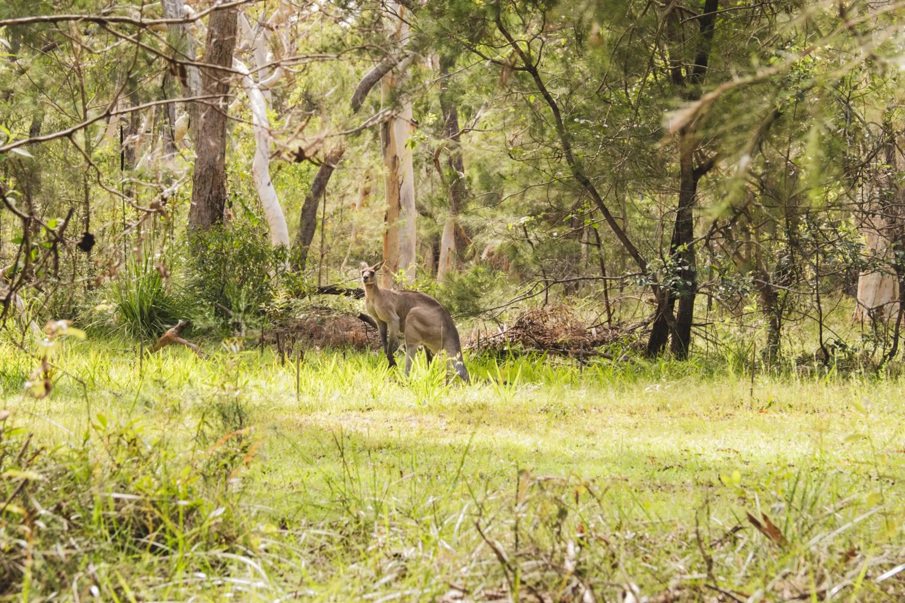 Animals in Beach Road Holiday Homes