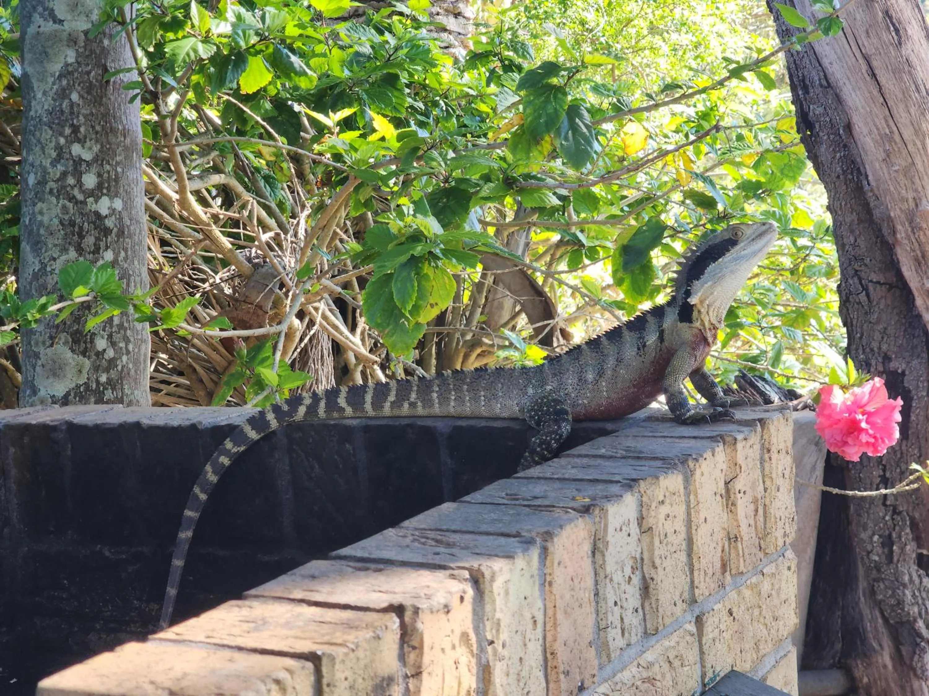 Garden in Motel Miramar