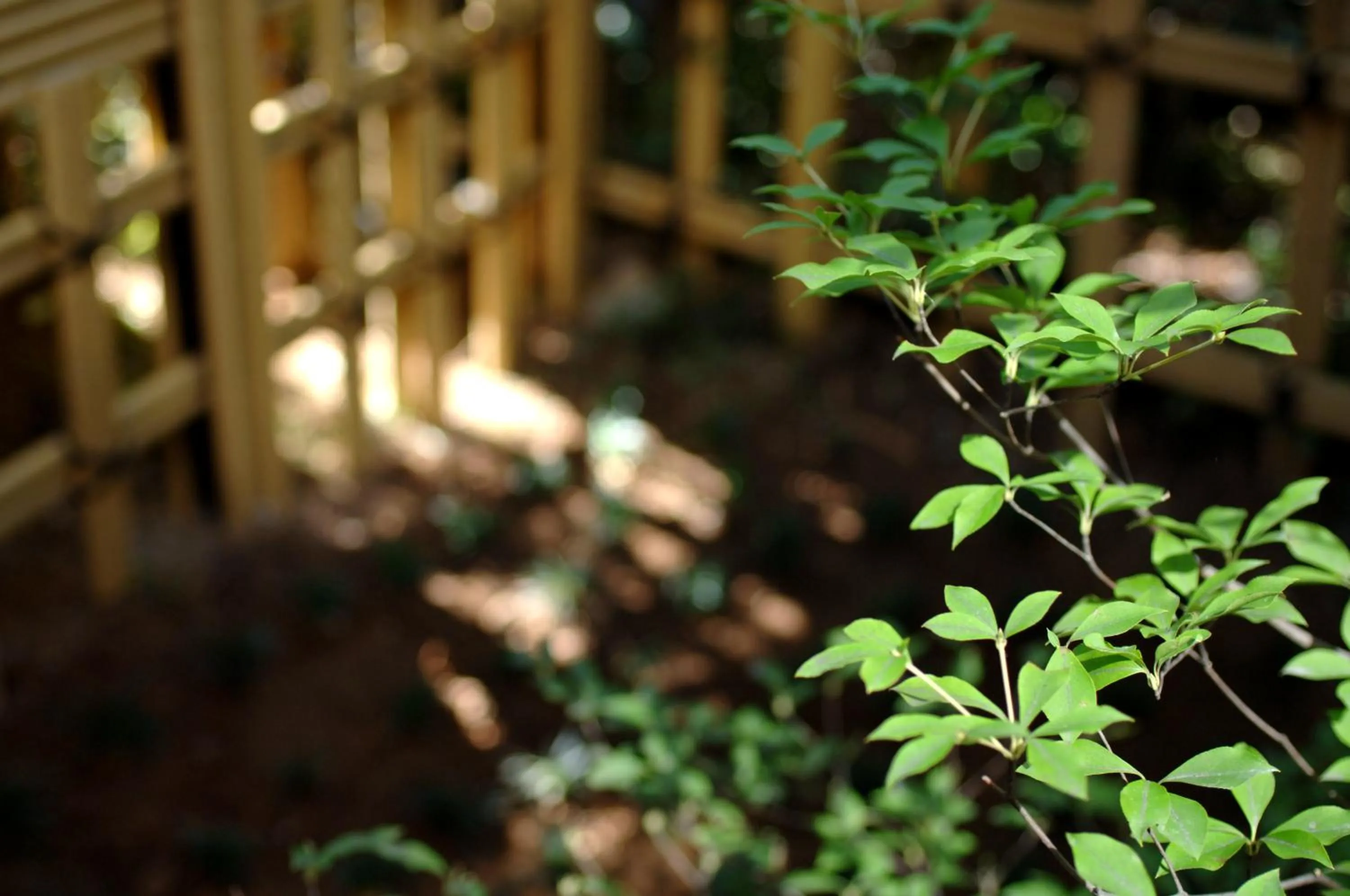 Spring in Yoshidaya Sannoukaku