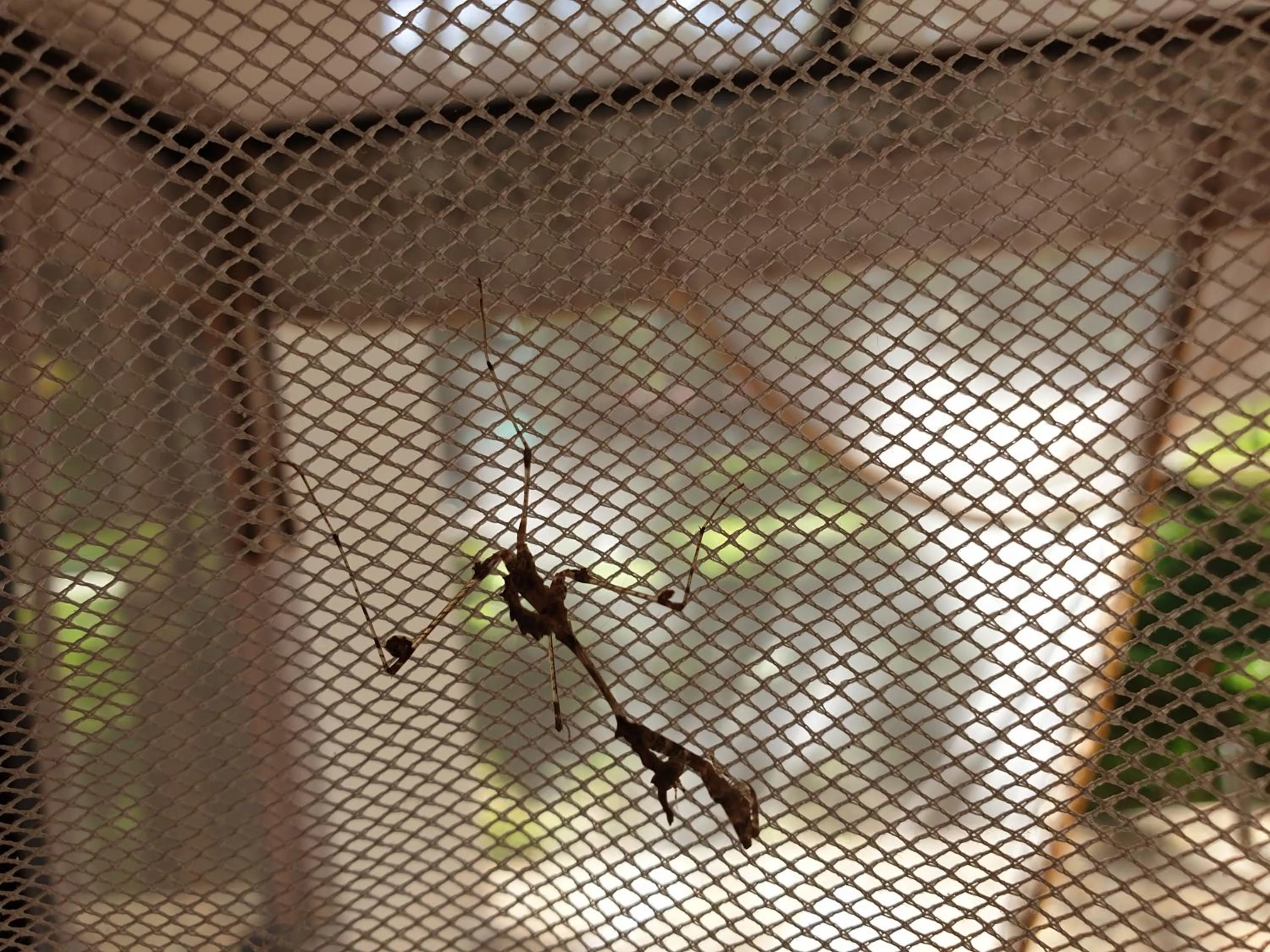 Animals in Residence Maison Müge