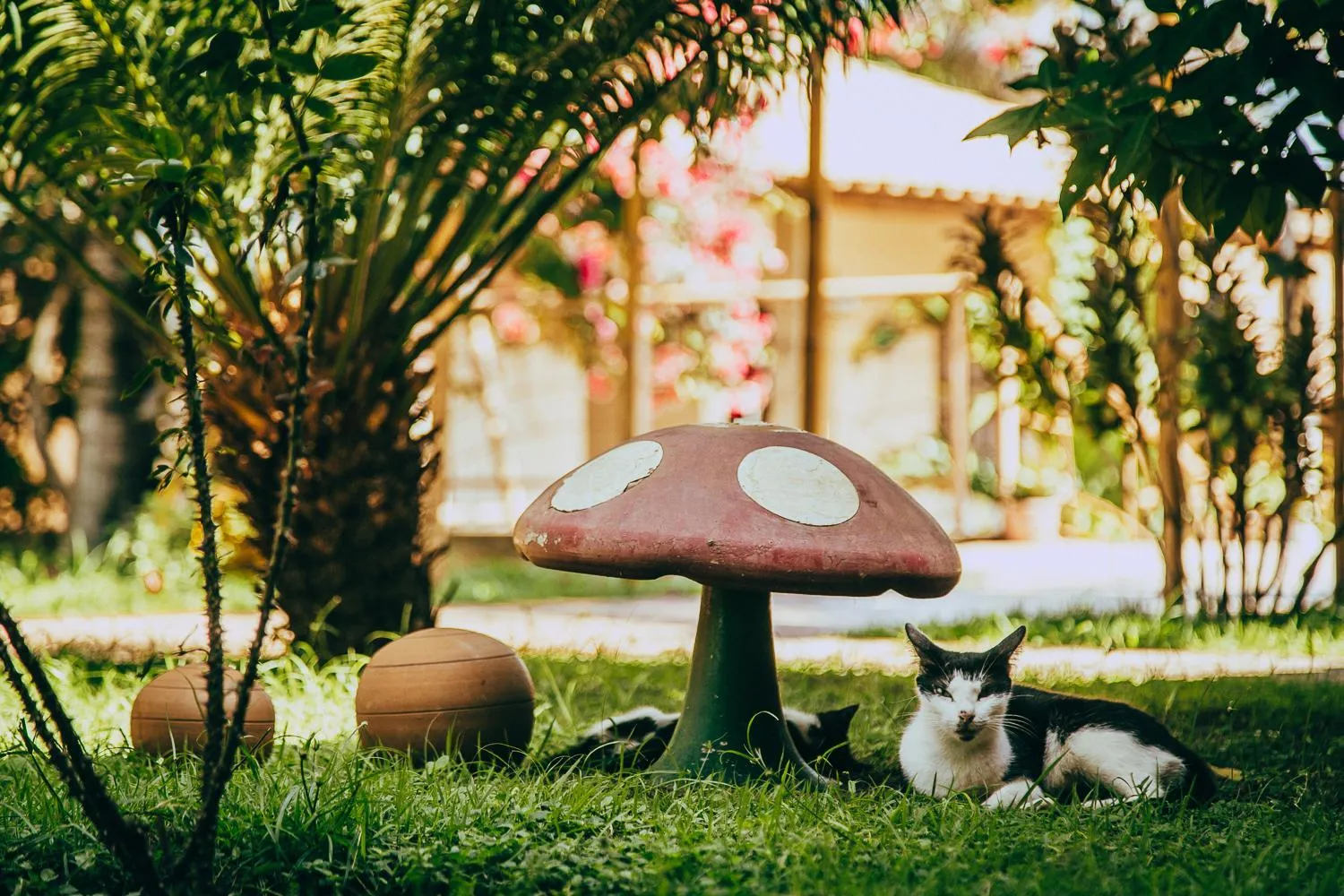 Garden in Pousada Boa Vista