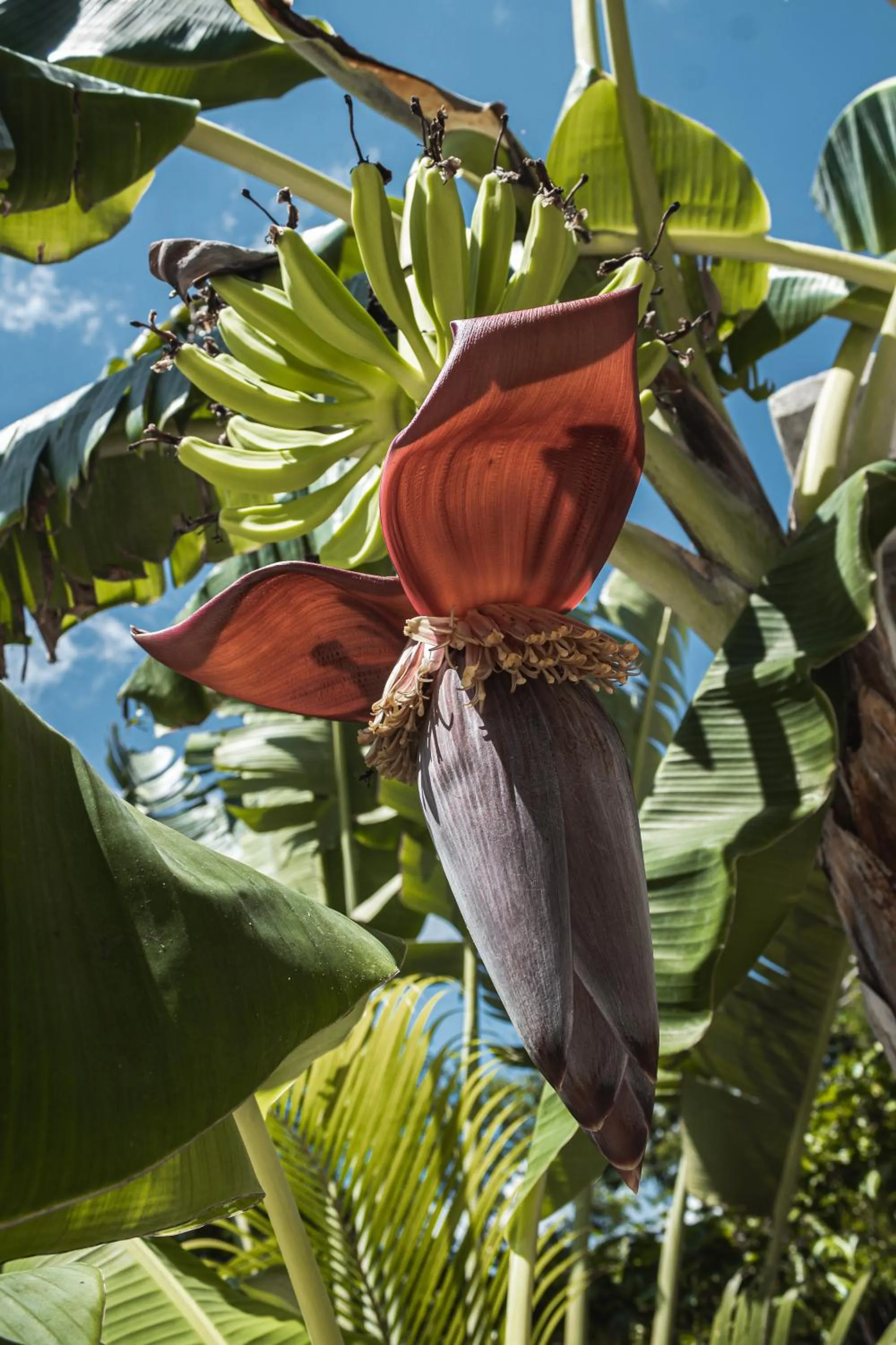 Swimming pool in Chill Kanil