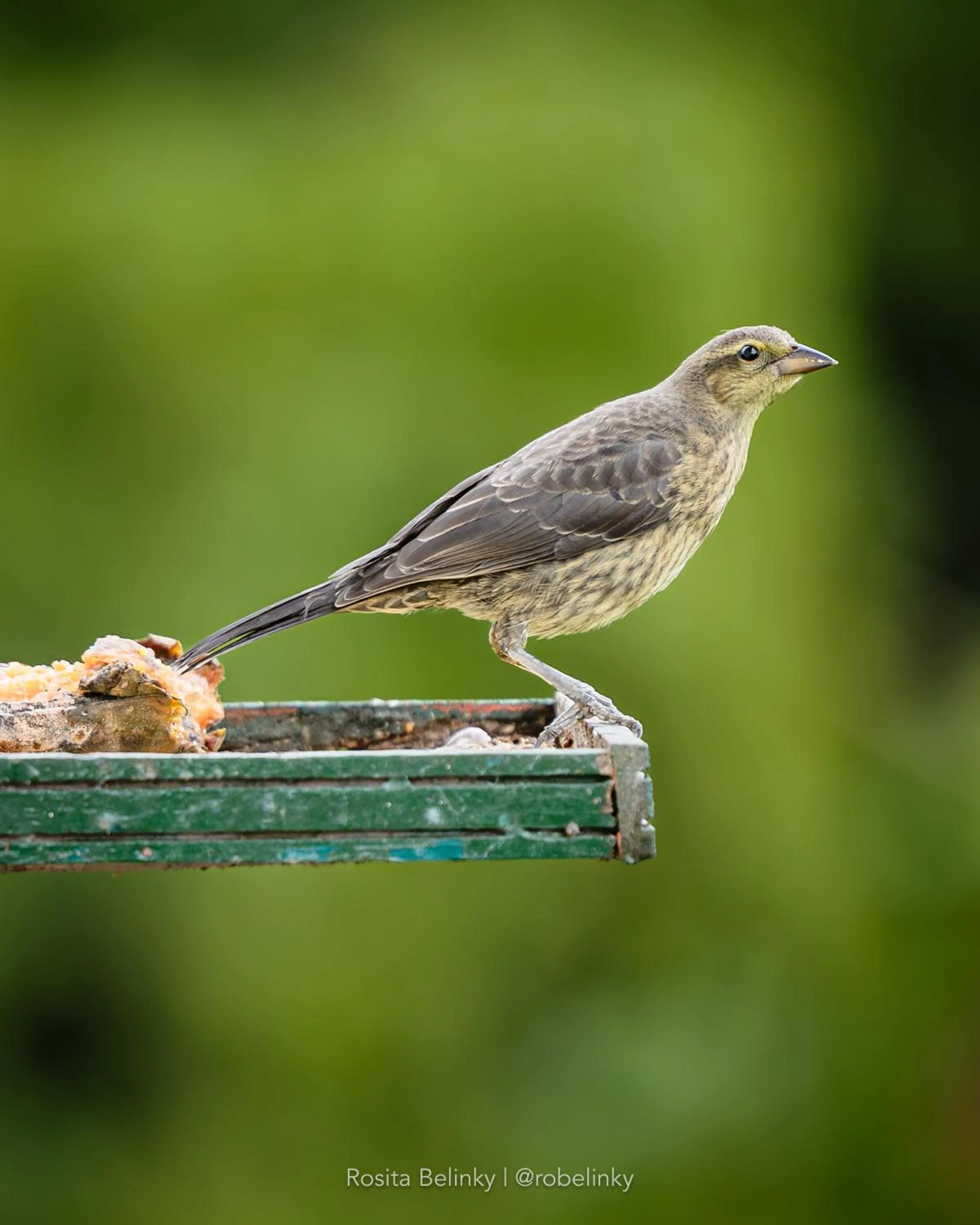 Natural landscape in Hotel campestre La Floresta
