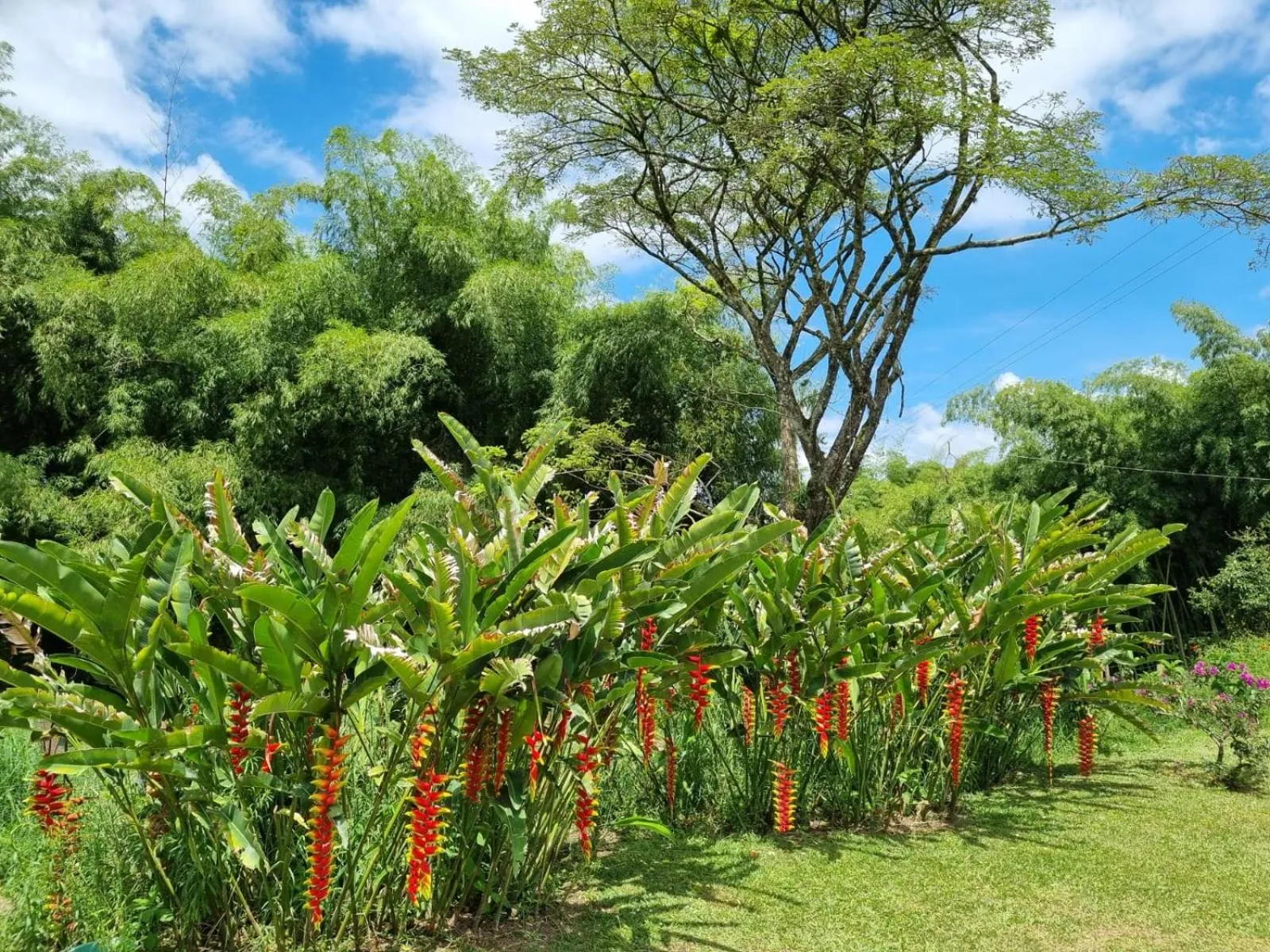 Garden in Hotel campestre La Floresta