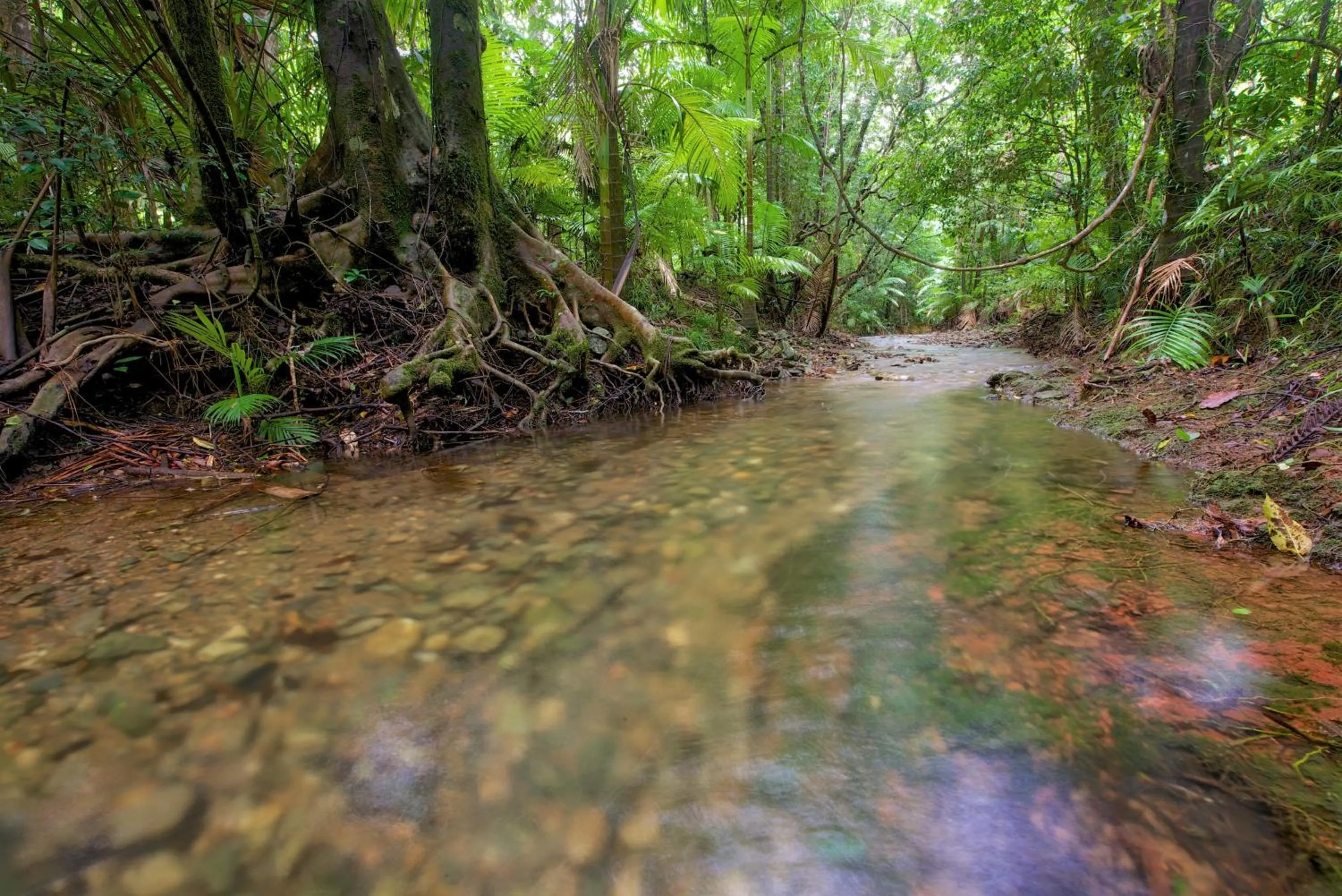 Natural landscape in Daintree Peaks ECO Stays