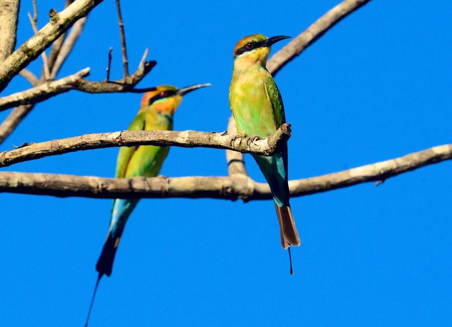 Bird's eye view in Daintree Peaks ECO Stays