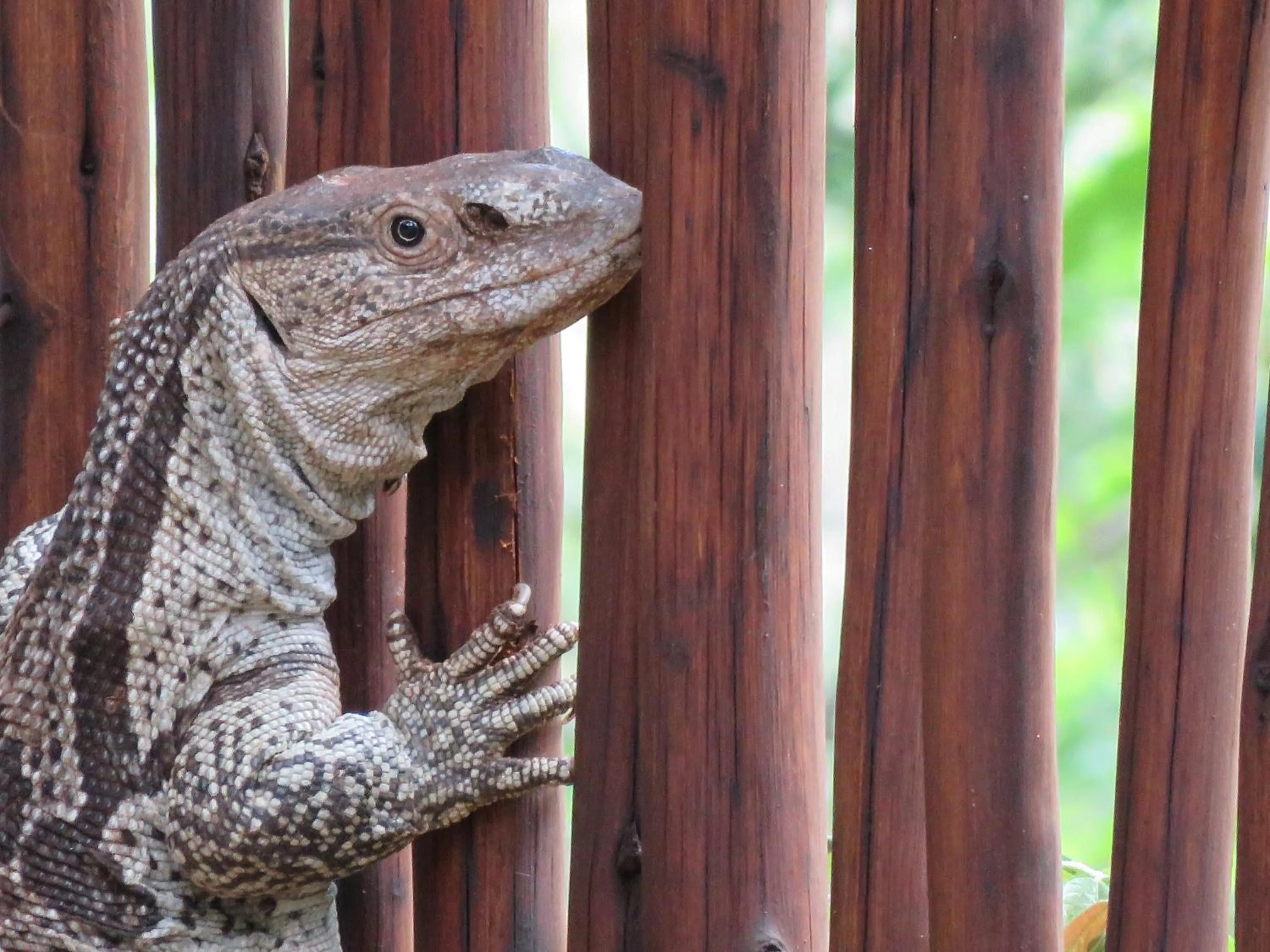 Animals in Wild Dog Guest Lodge