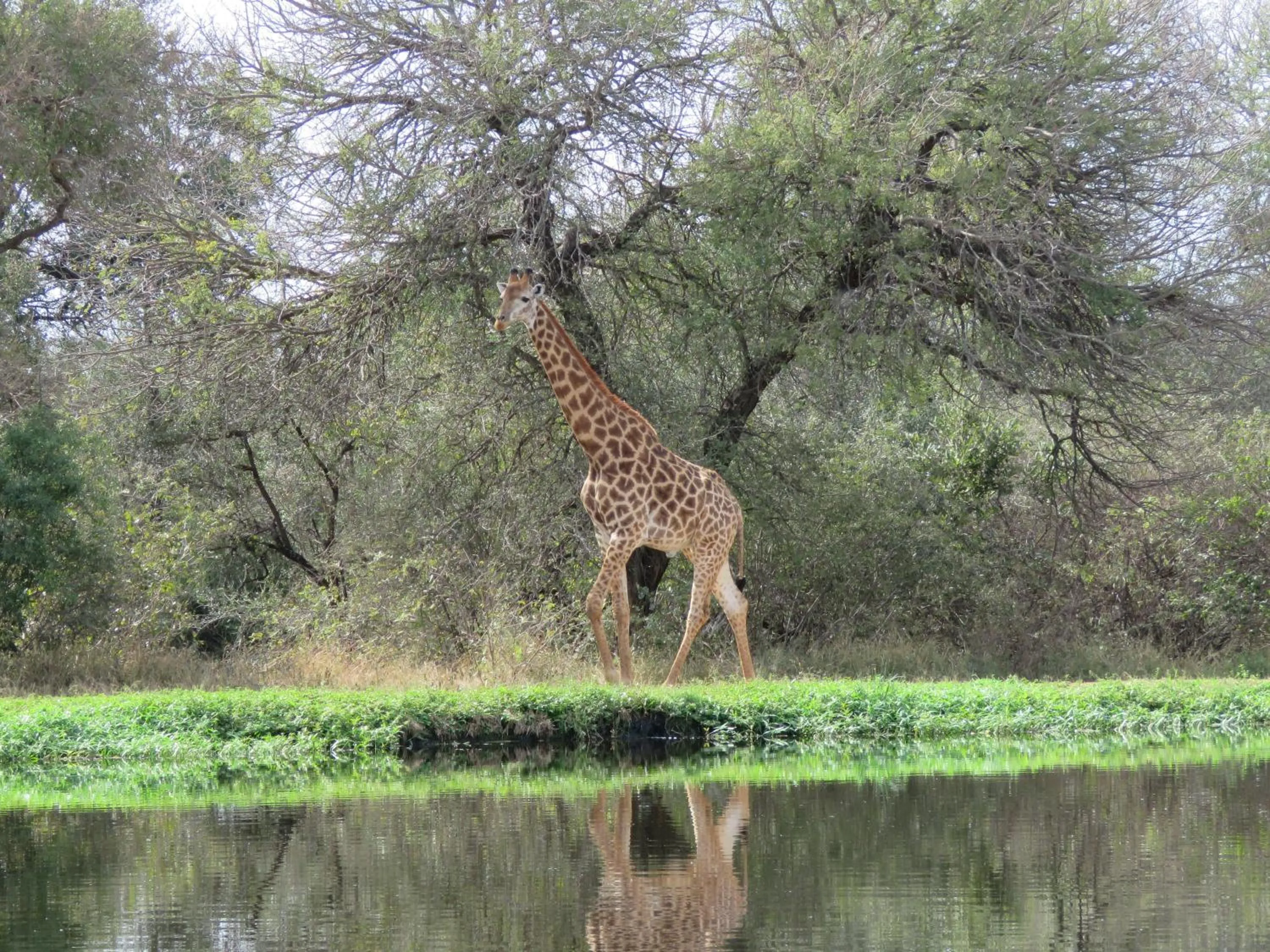 Animals in Wild Dog Guest Lodge