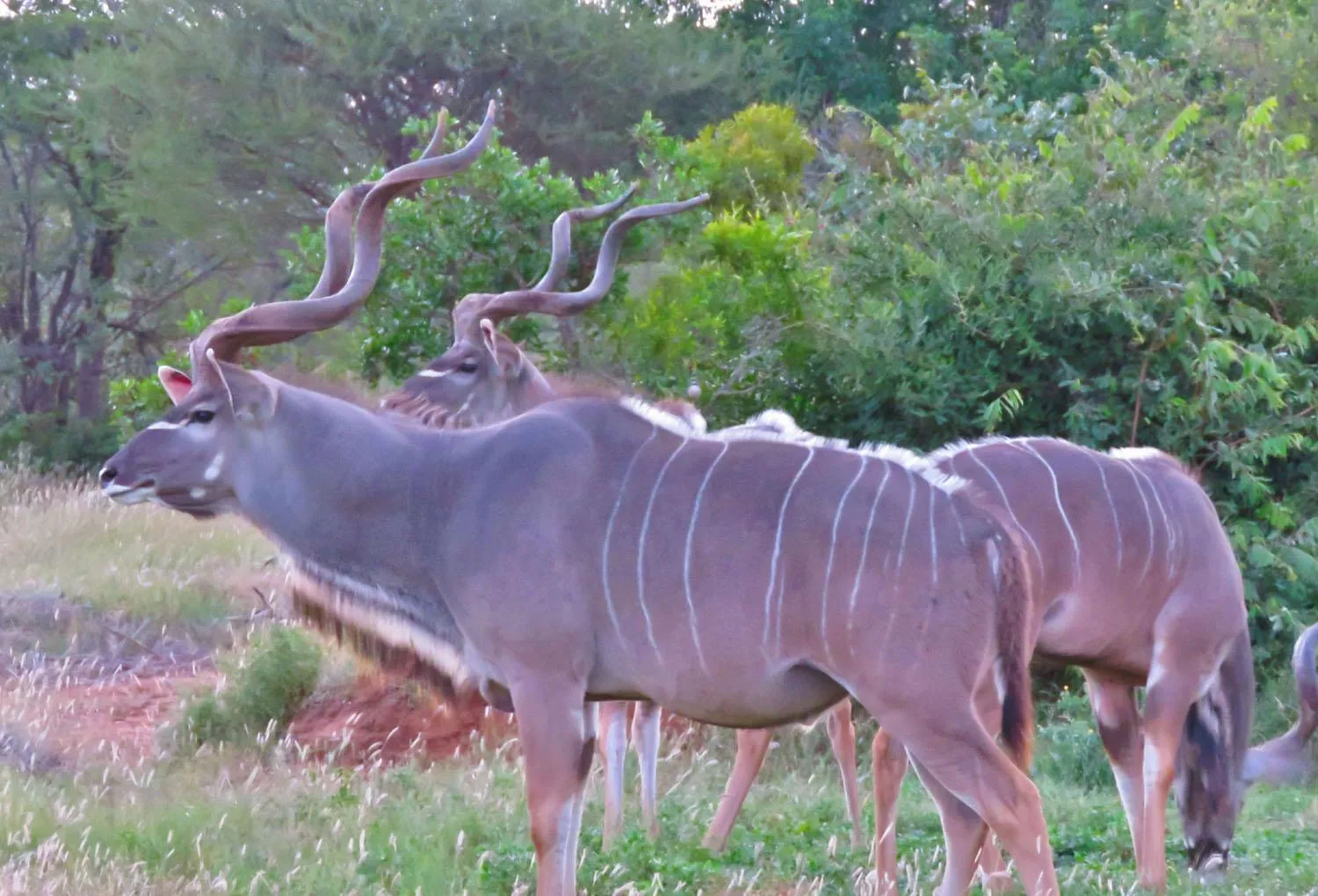 Animals in Wild Dog Guest Lodge