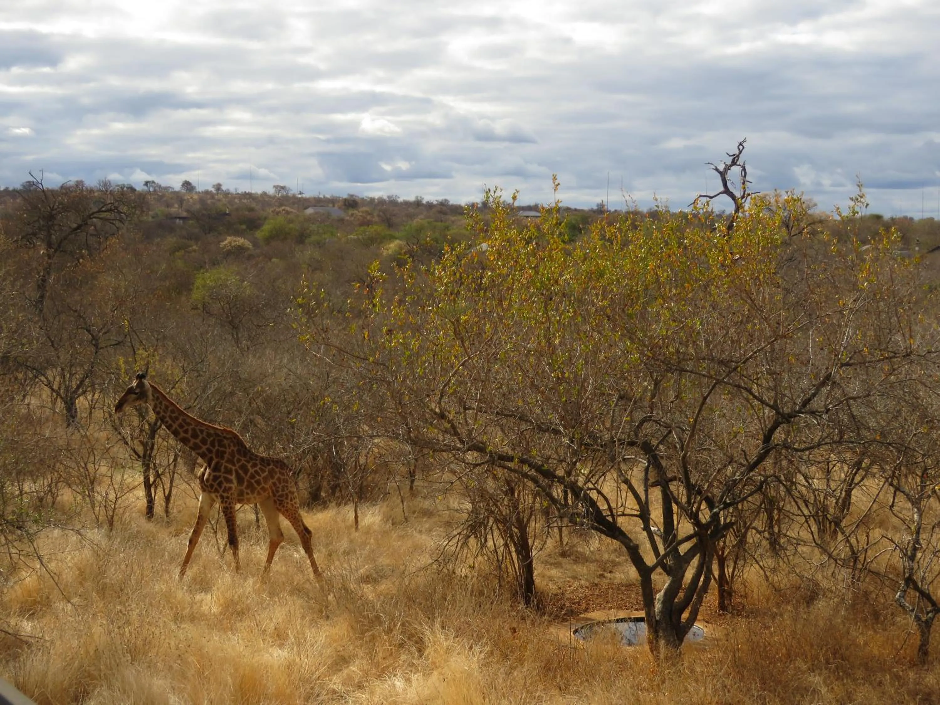 Animals in Wild Dog Guest Lodge