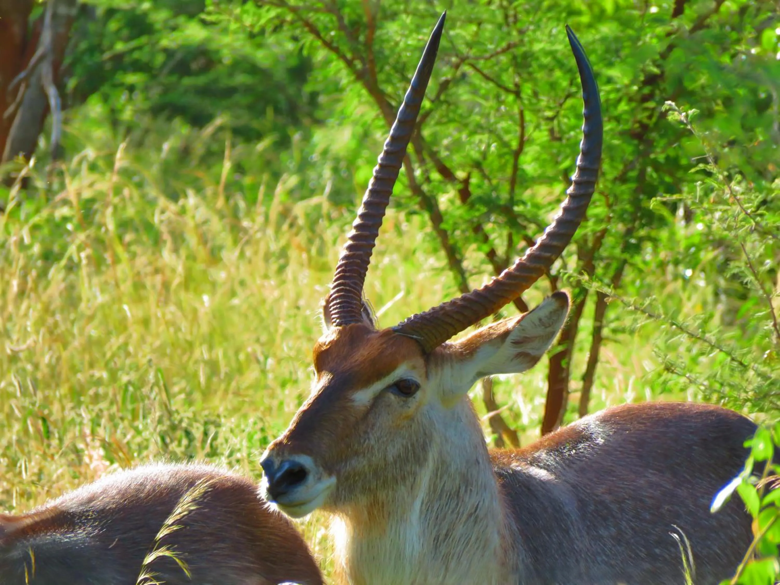 Animals in Wild Dog Guest Lodge