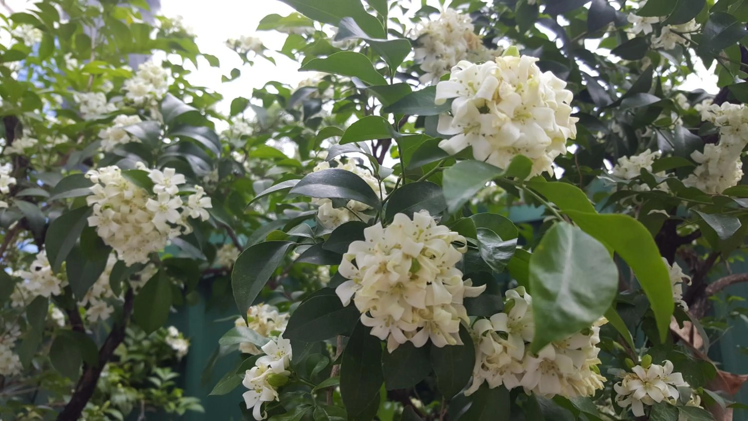 Aunt & Uncle's House