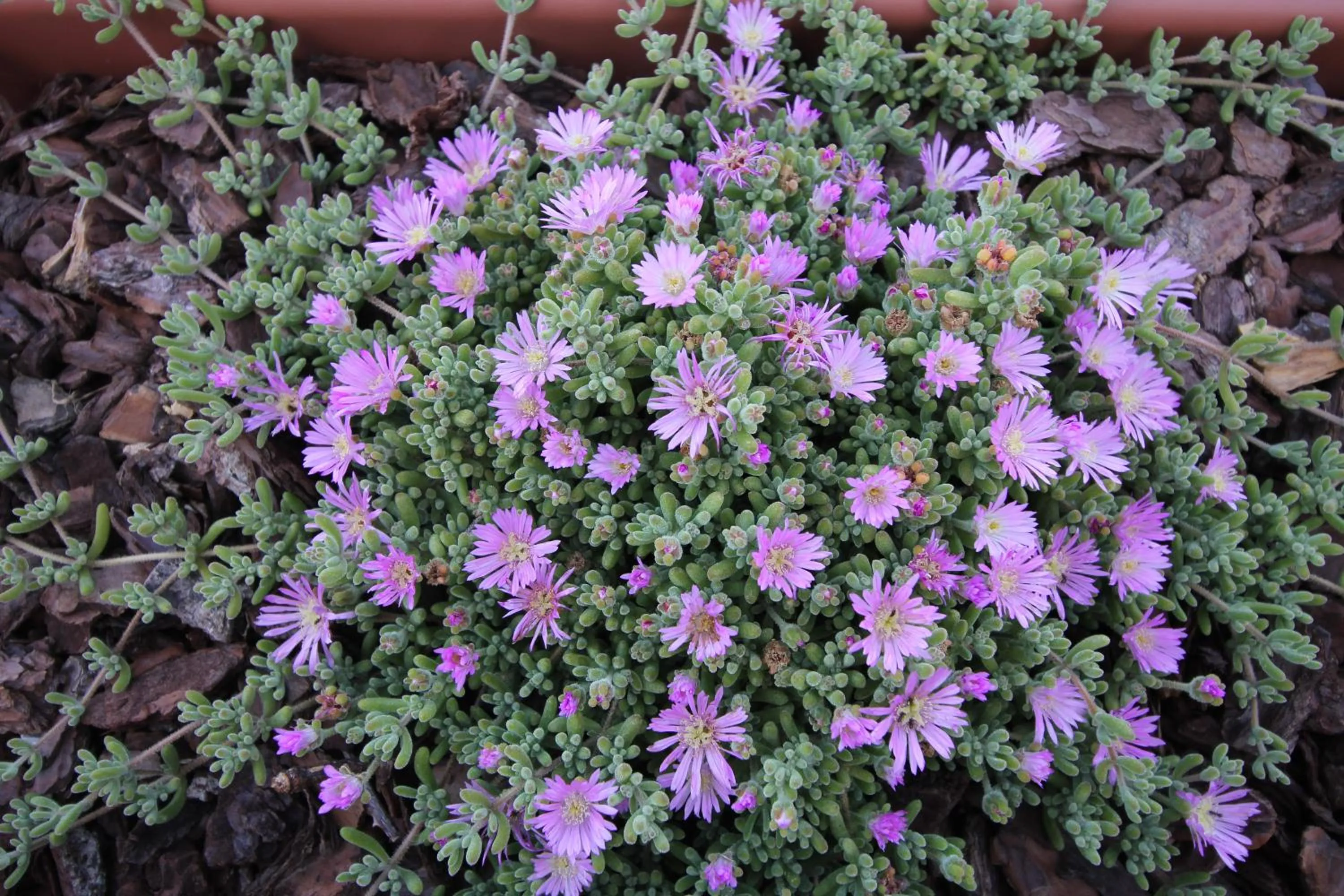 Spring in Imperador Hotel