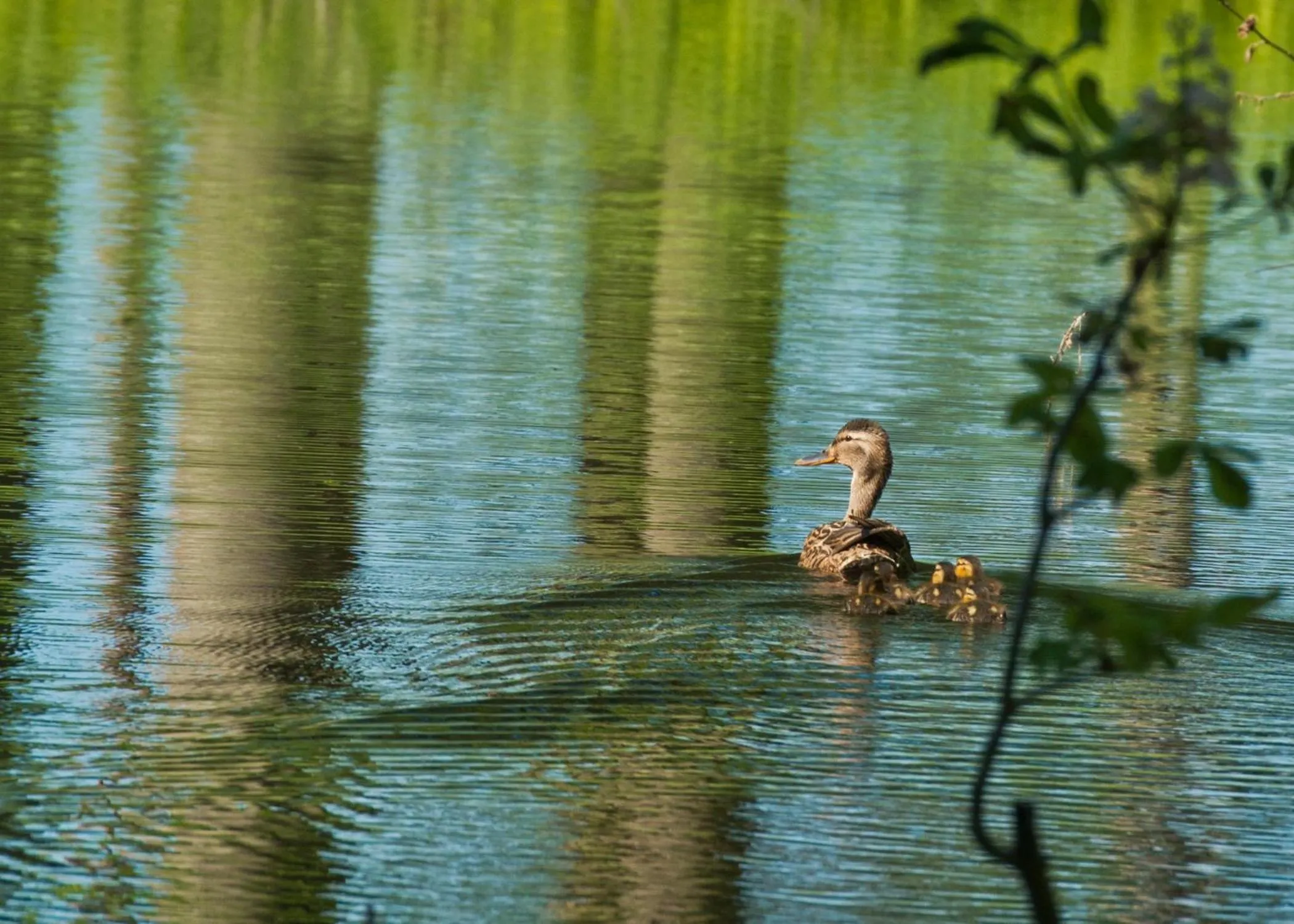 Other in Romantik Hotel Gutshaus Ludorf