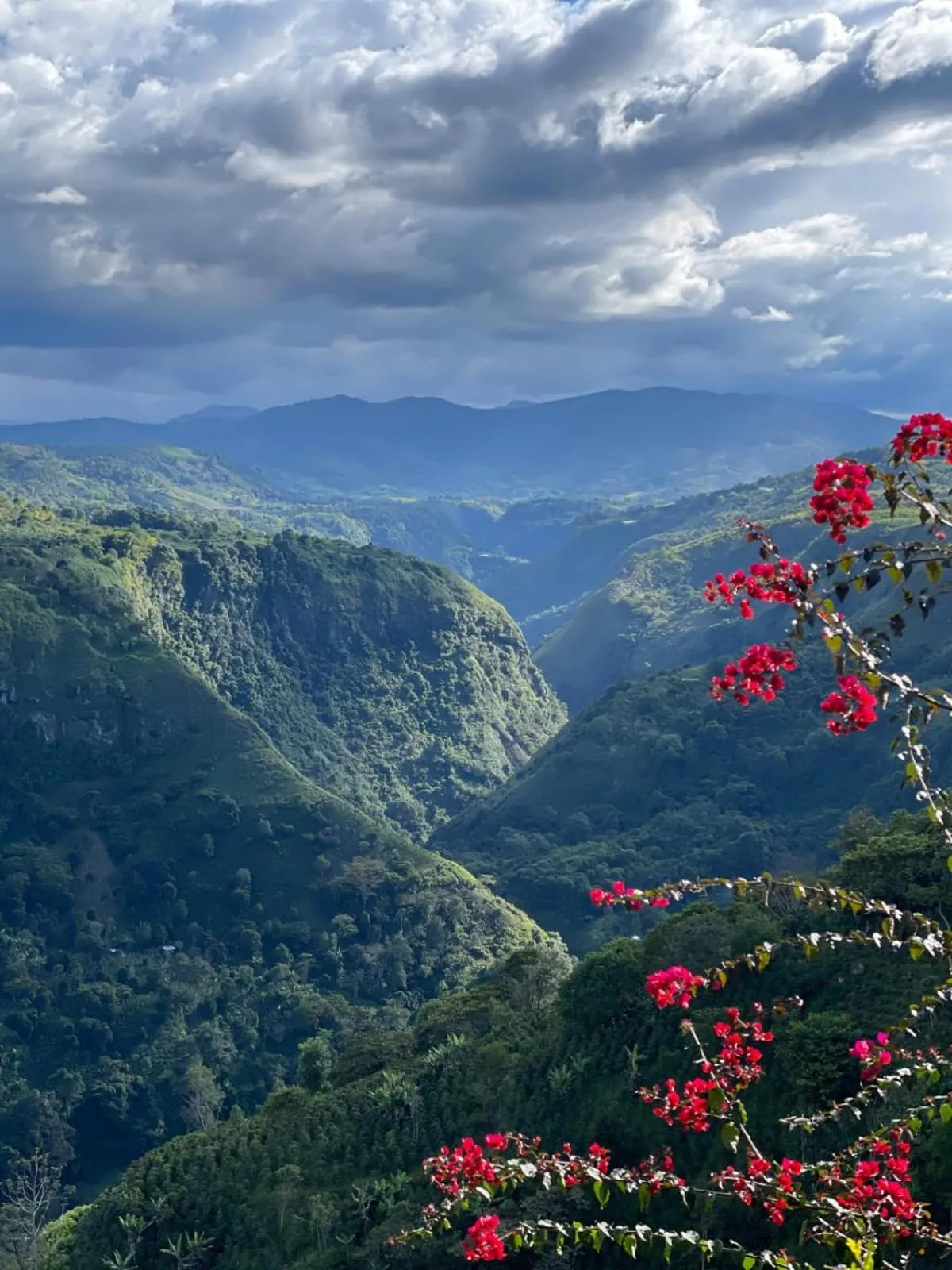 Ceiba by Masaya Collection