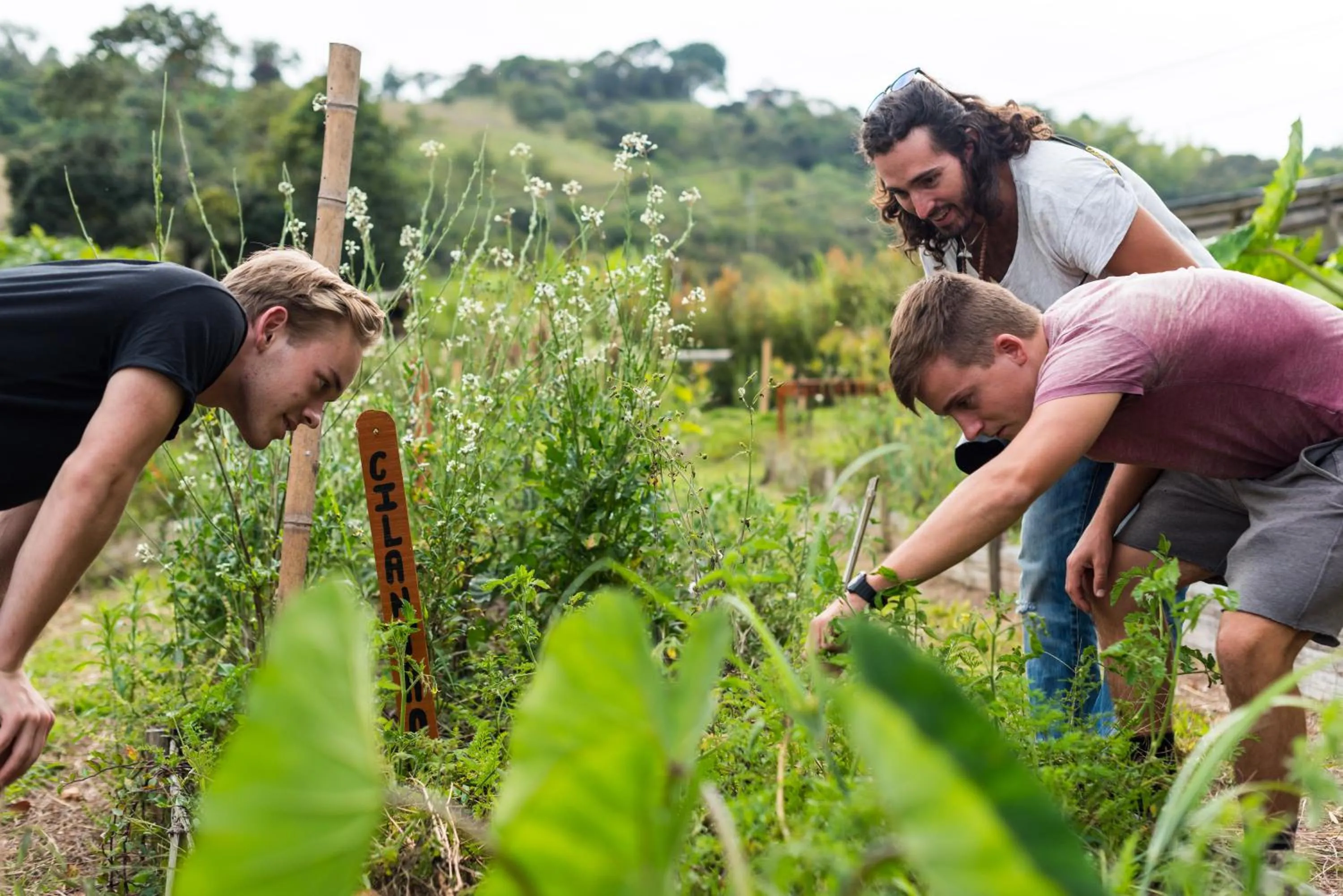 Garden in Ceiba by Masaya Collection