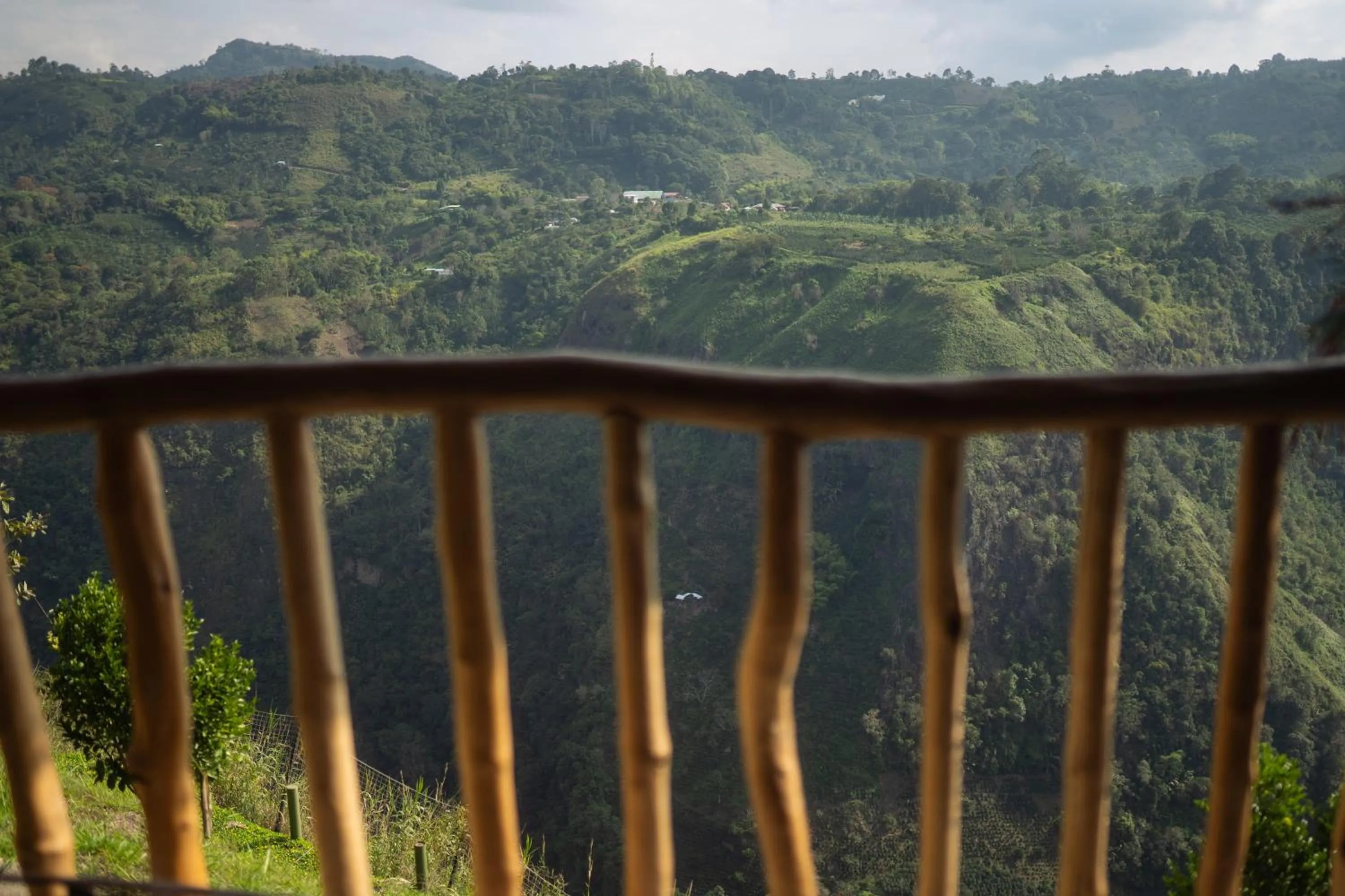 Ceiba by Masaya Collection