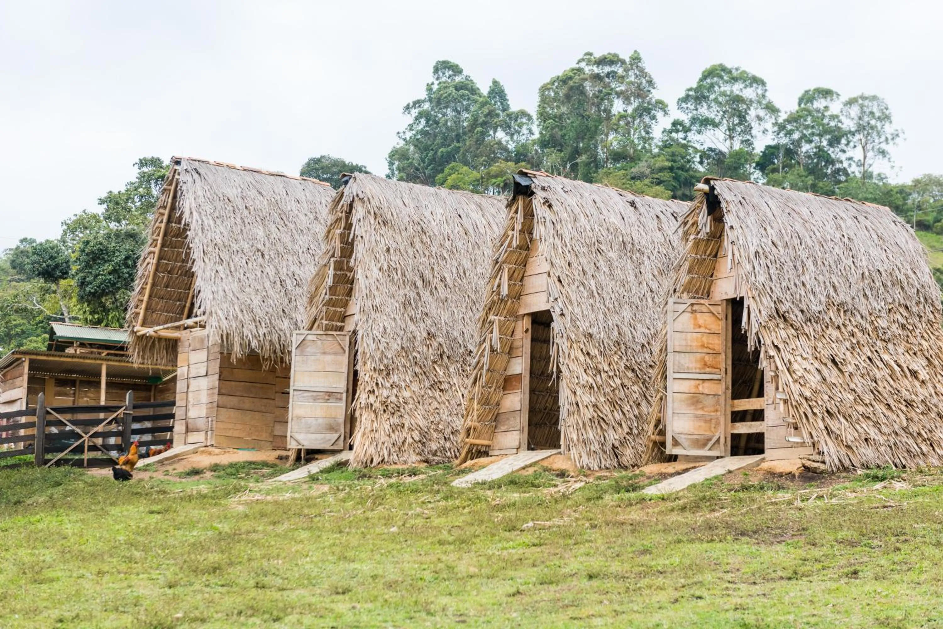 Garden in Ceiba by Masaya Collection