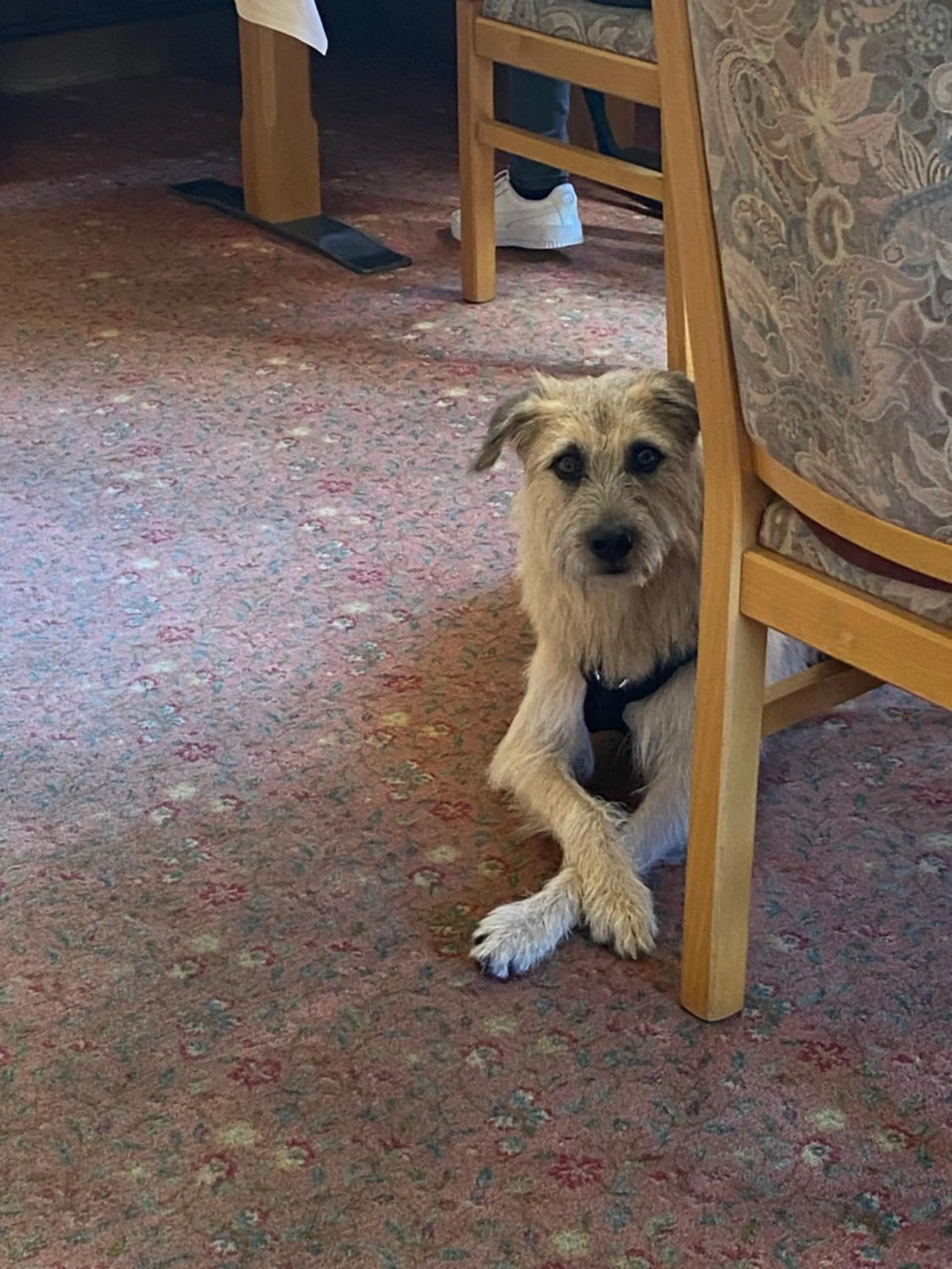 Restaurant/places to eat in Hotel & Gasthof Hubertushöhe - Ihr Hotel für Urlaub mit Hund