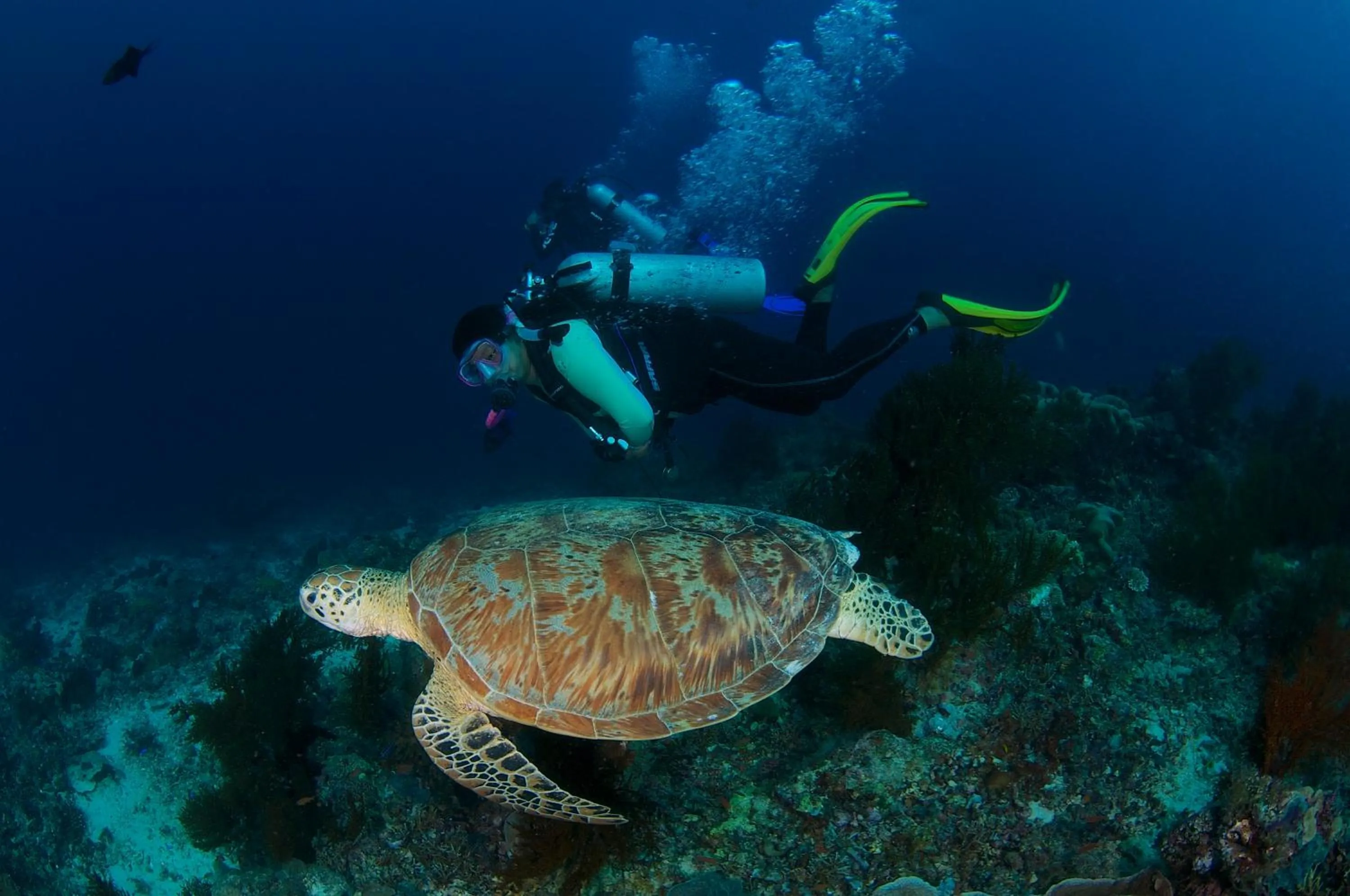 Borneo Divers Mabul Resort