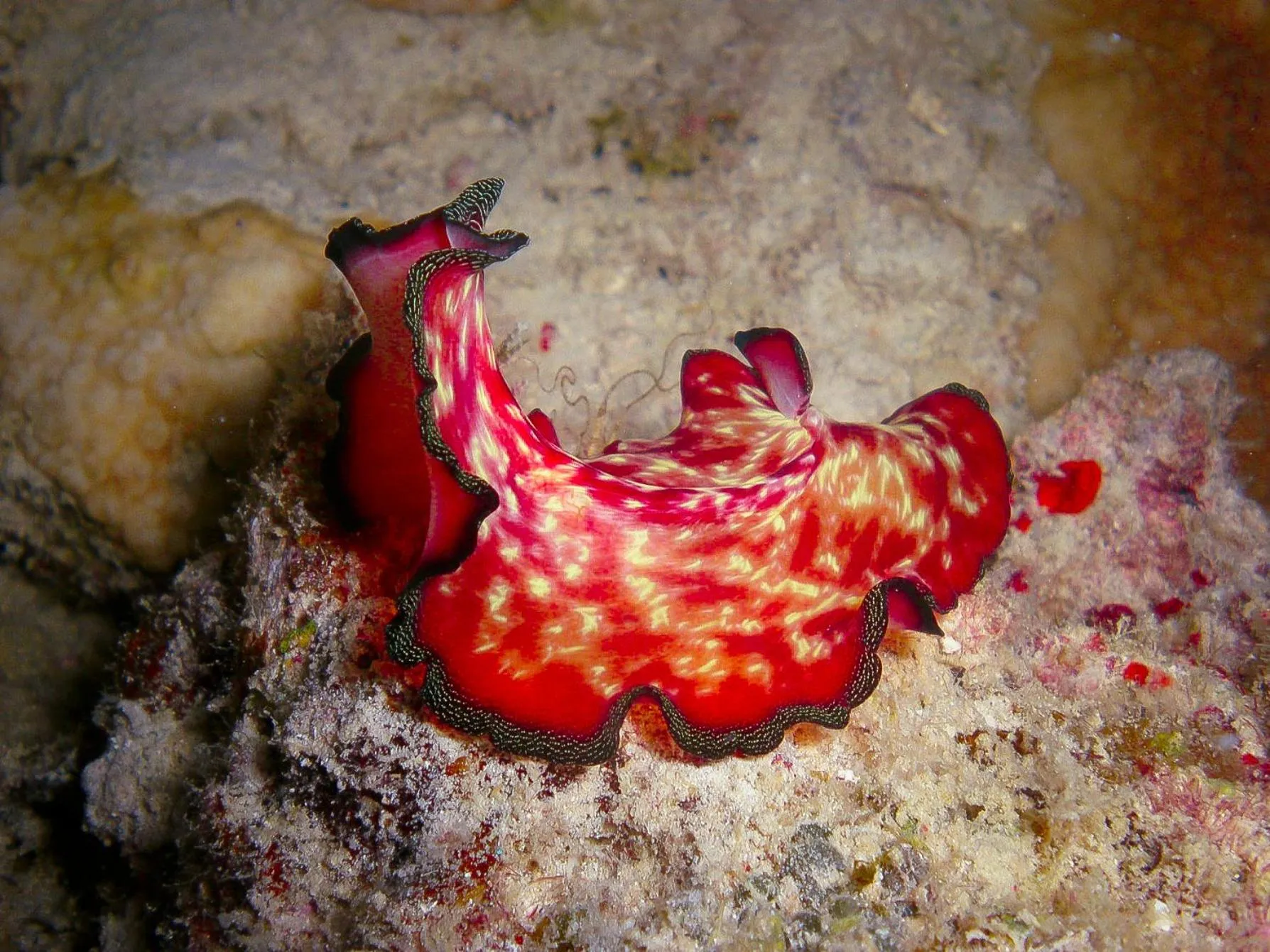Borneo Divers Mabul Resort
