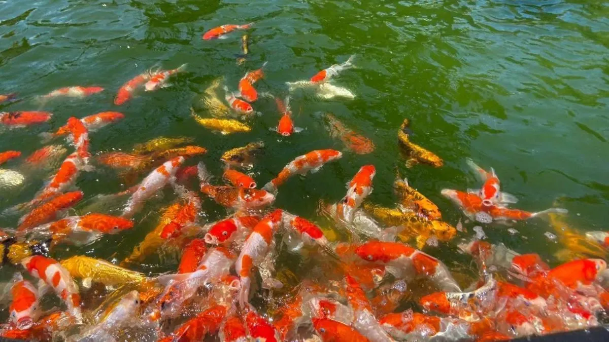 Area and facilities in Garden Cliff Resort And Spa