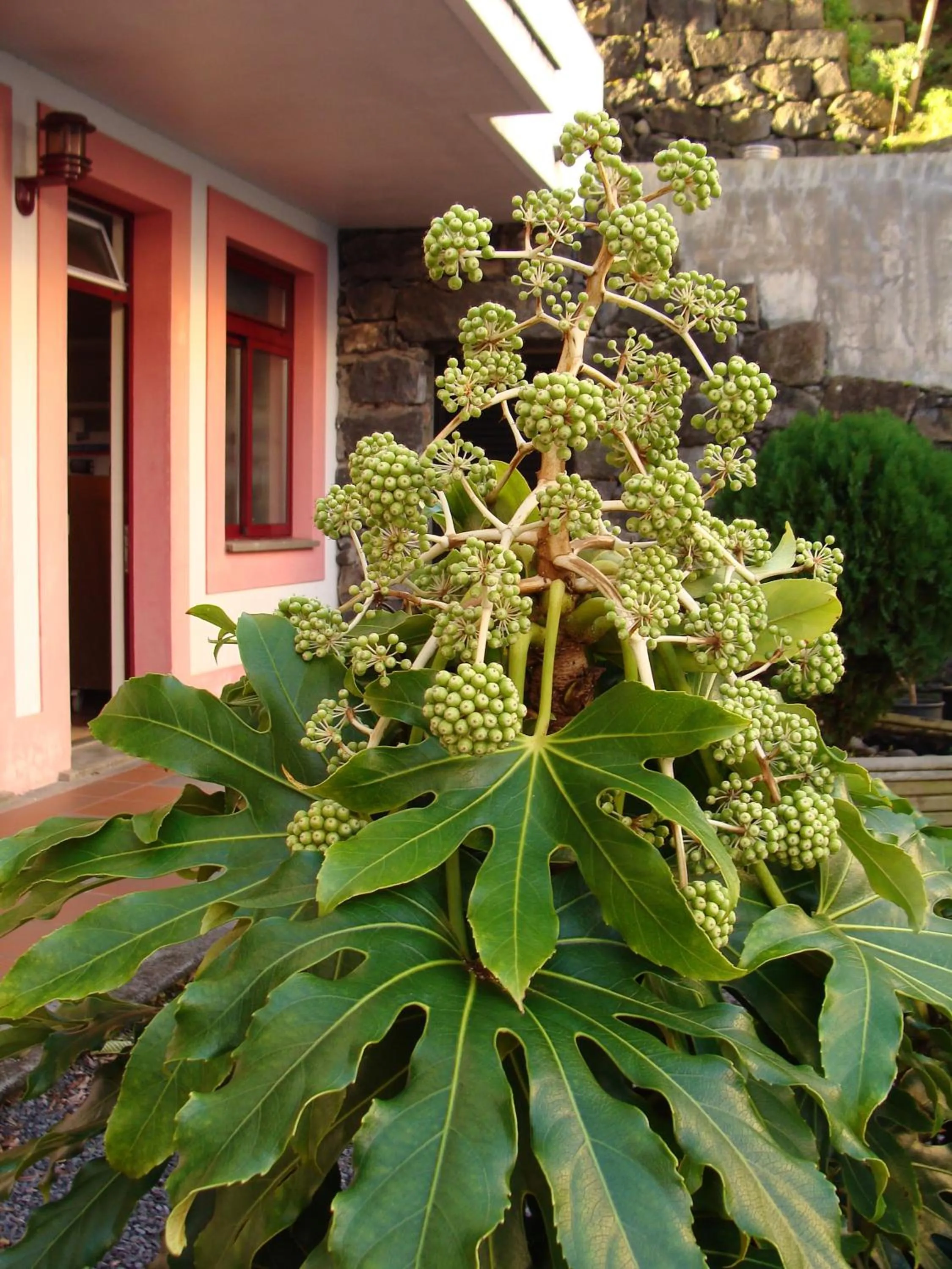 Facade/entrance in Apartamentos Turisticos Verdemar