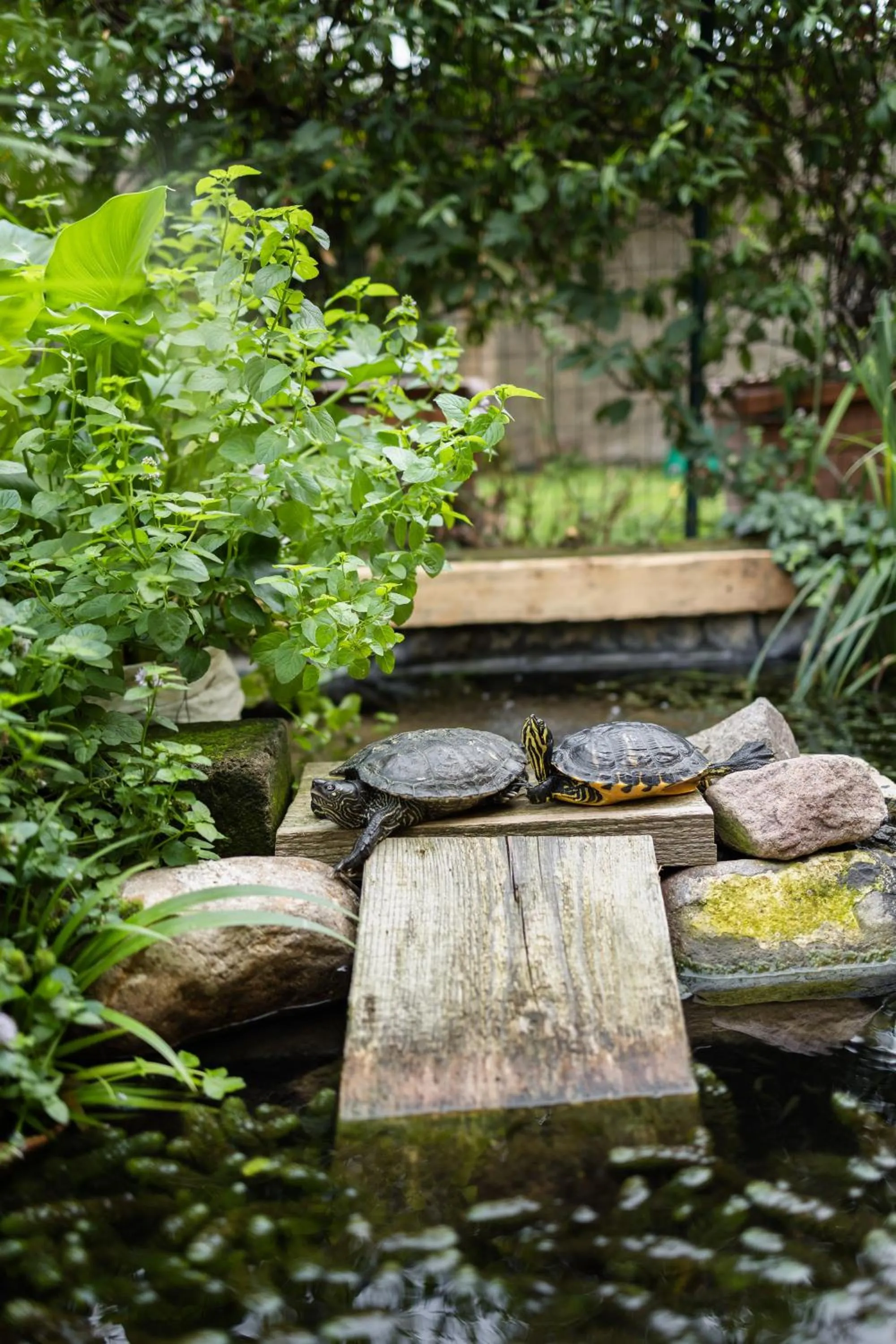 Garden in B&B Corte del Mincio