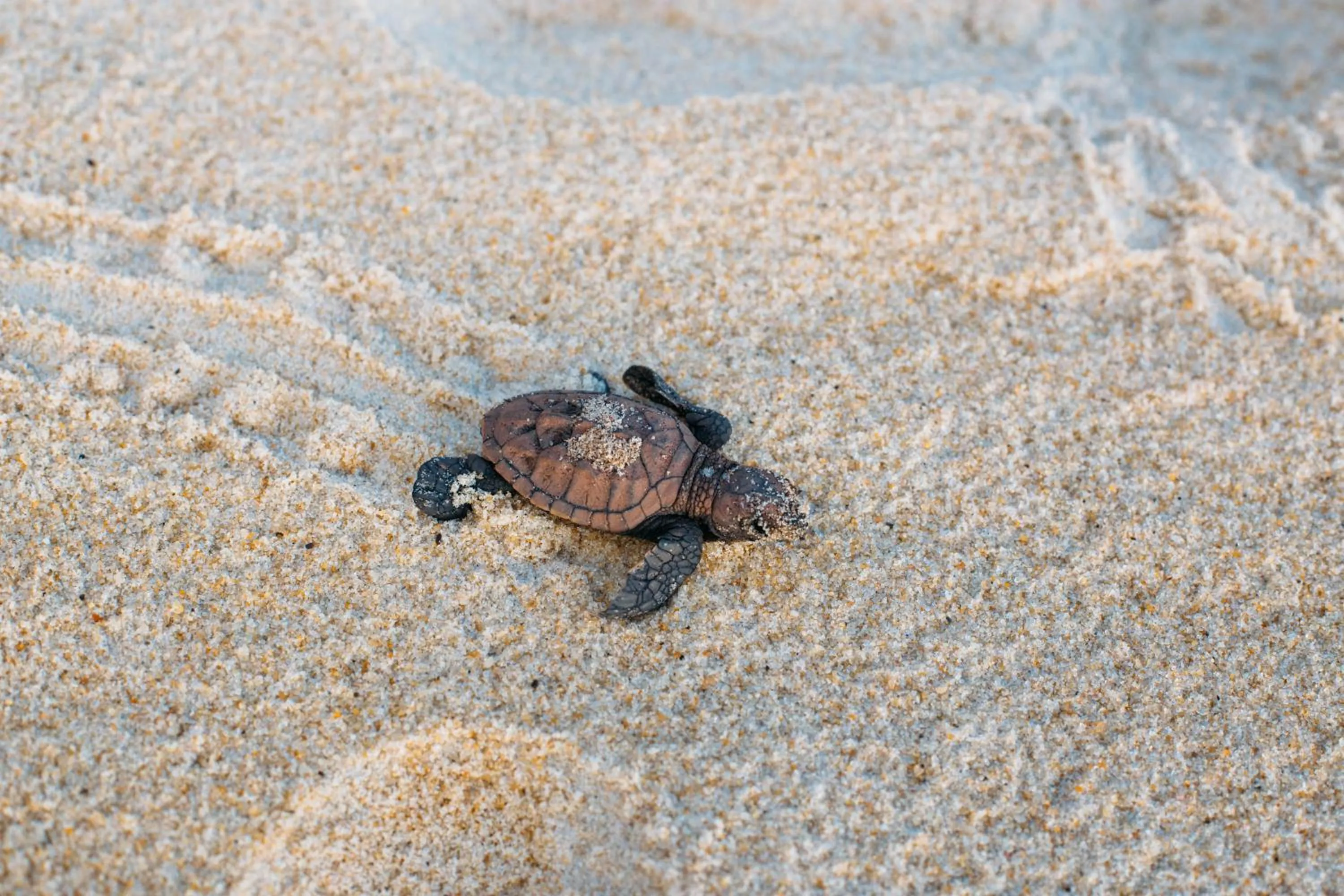 Beach in Kilombo Villas & Spa