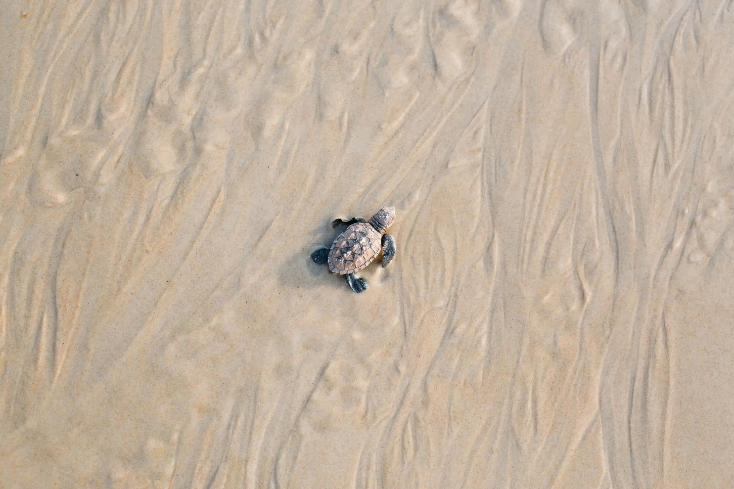 Beach in Kilombo Villas & Spa