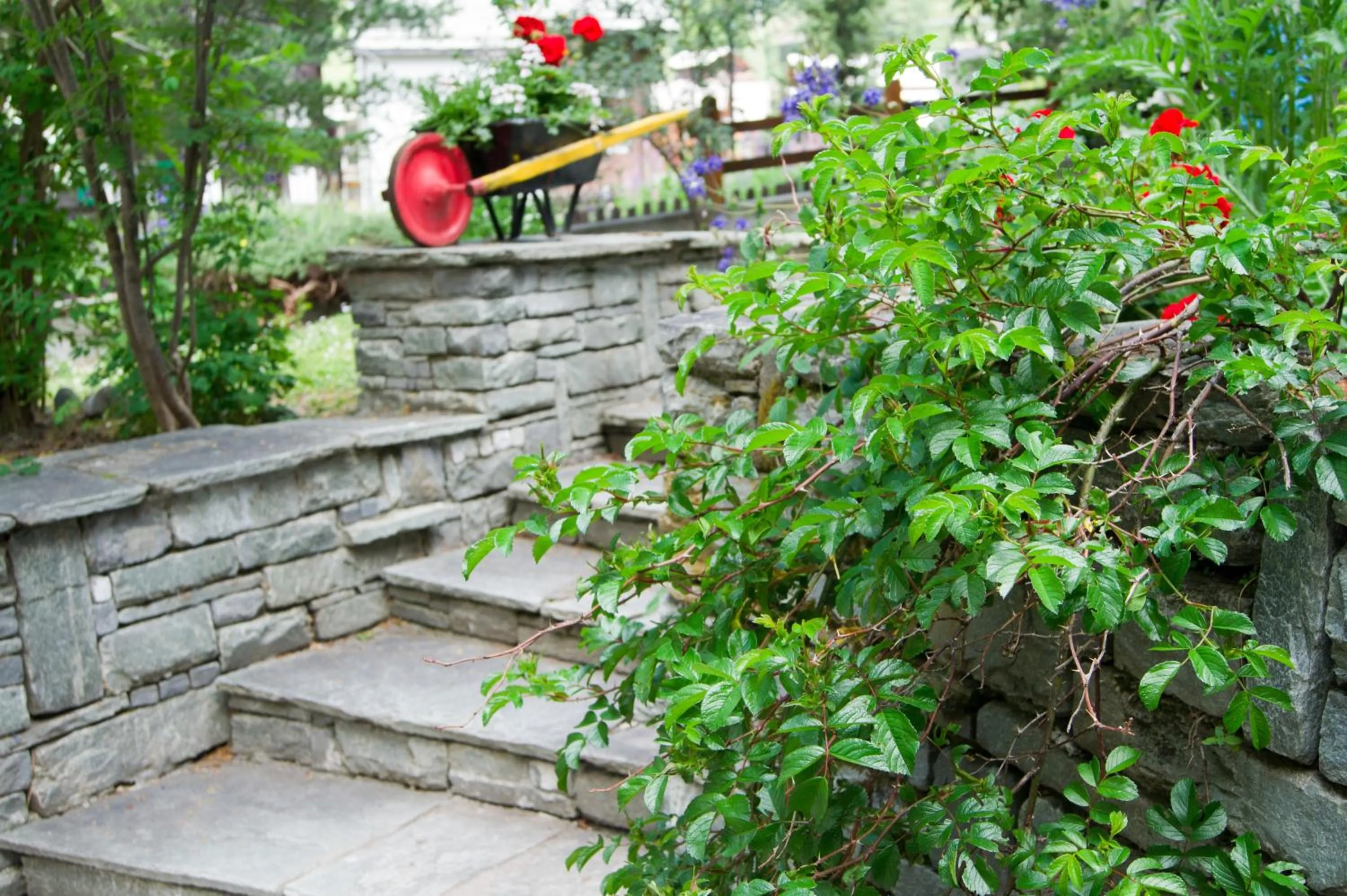 Garden in Hotel Alpina
