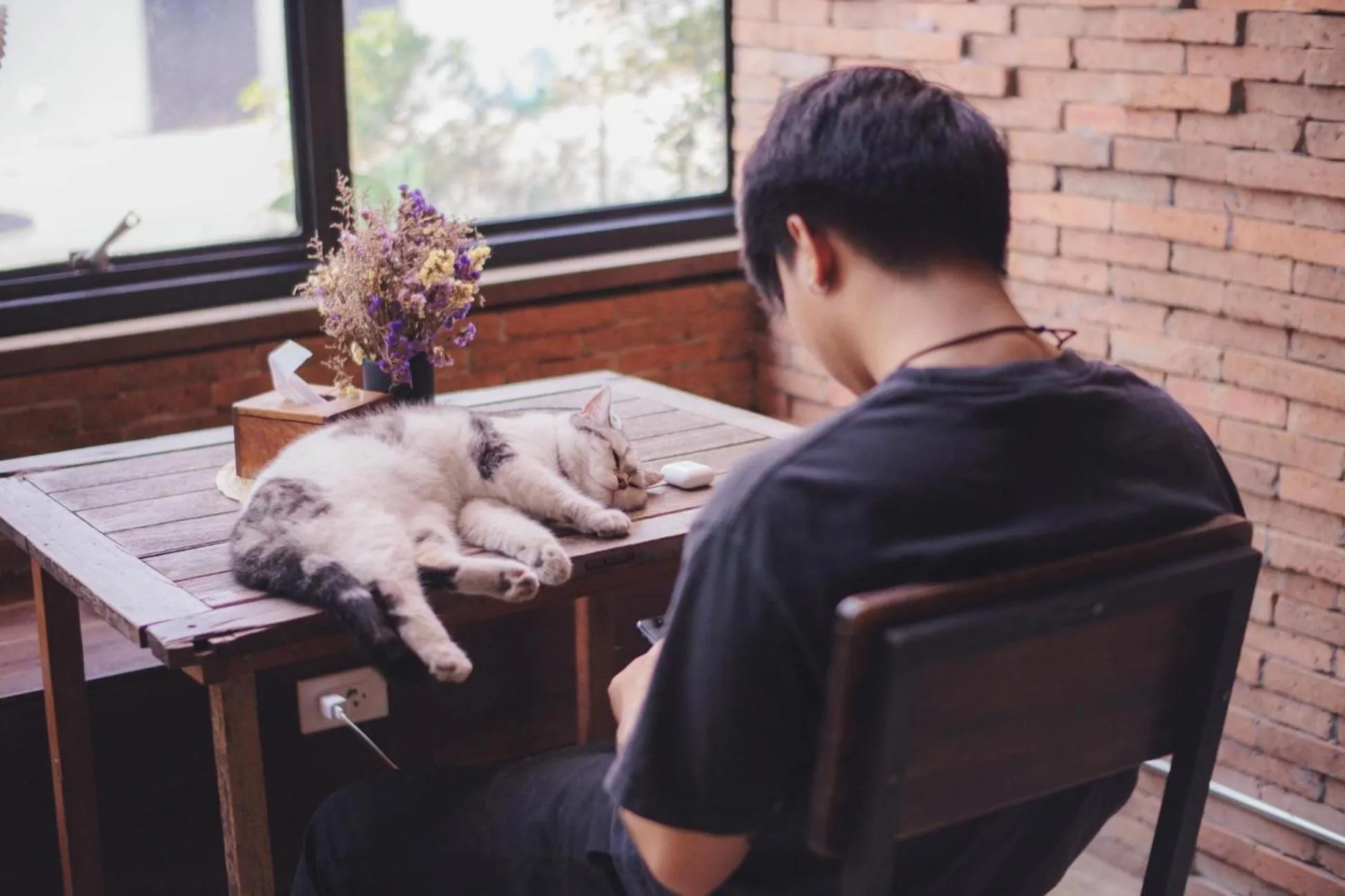 Pets in Suneta Hostel Chiangmai