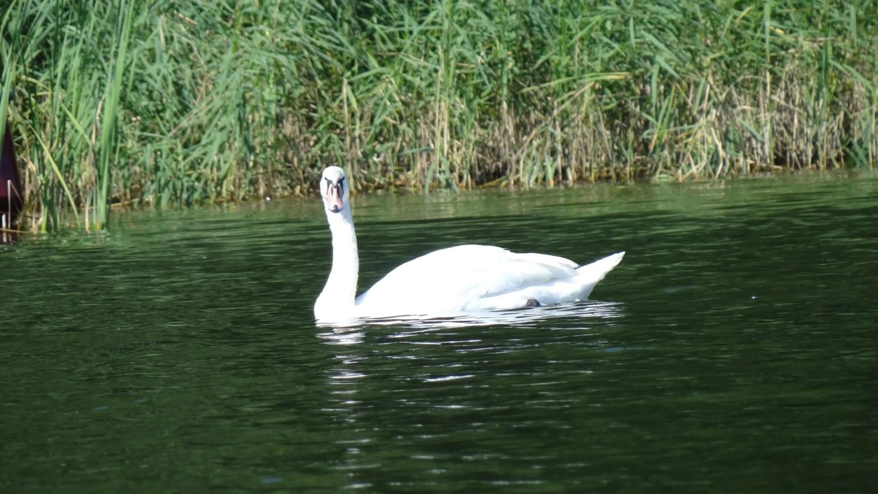 Area and facilities in Hotel-Restaurant Alter Krug Kallinchen