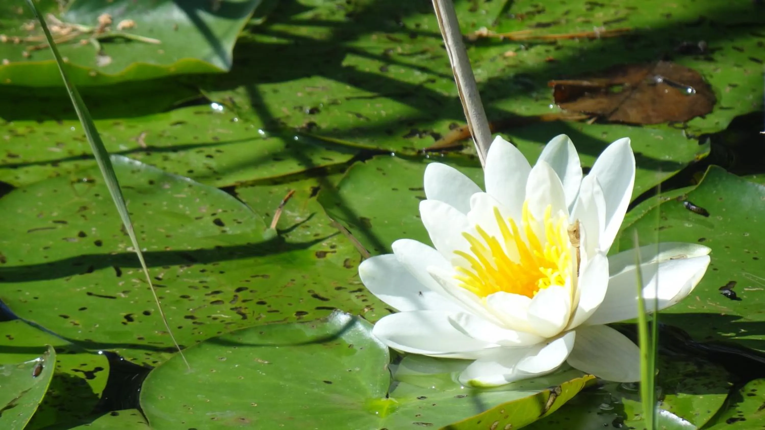 Area and facilities in Hotel-Restaurant Alter Krug Kallinchen