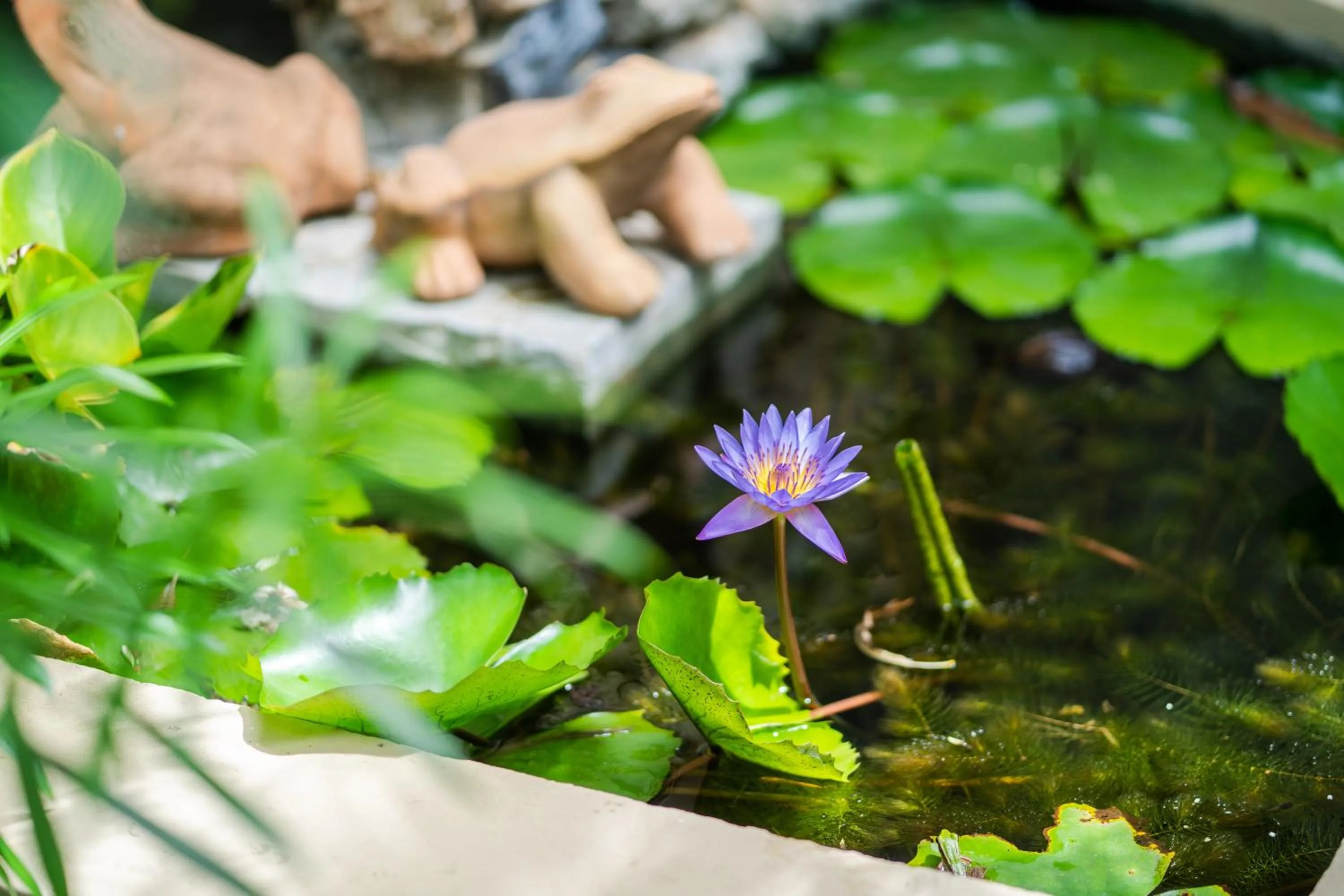 Garden in Rummana Boutique Resort - SHA Plus