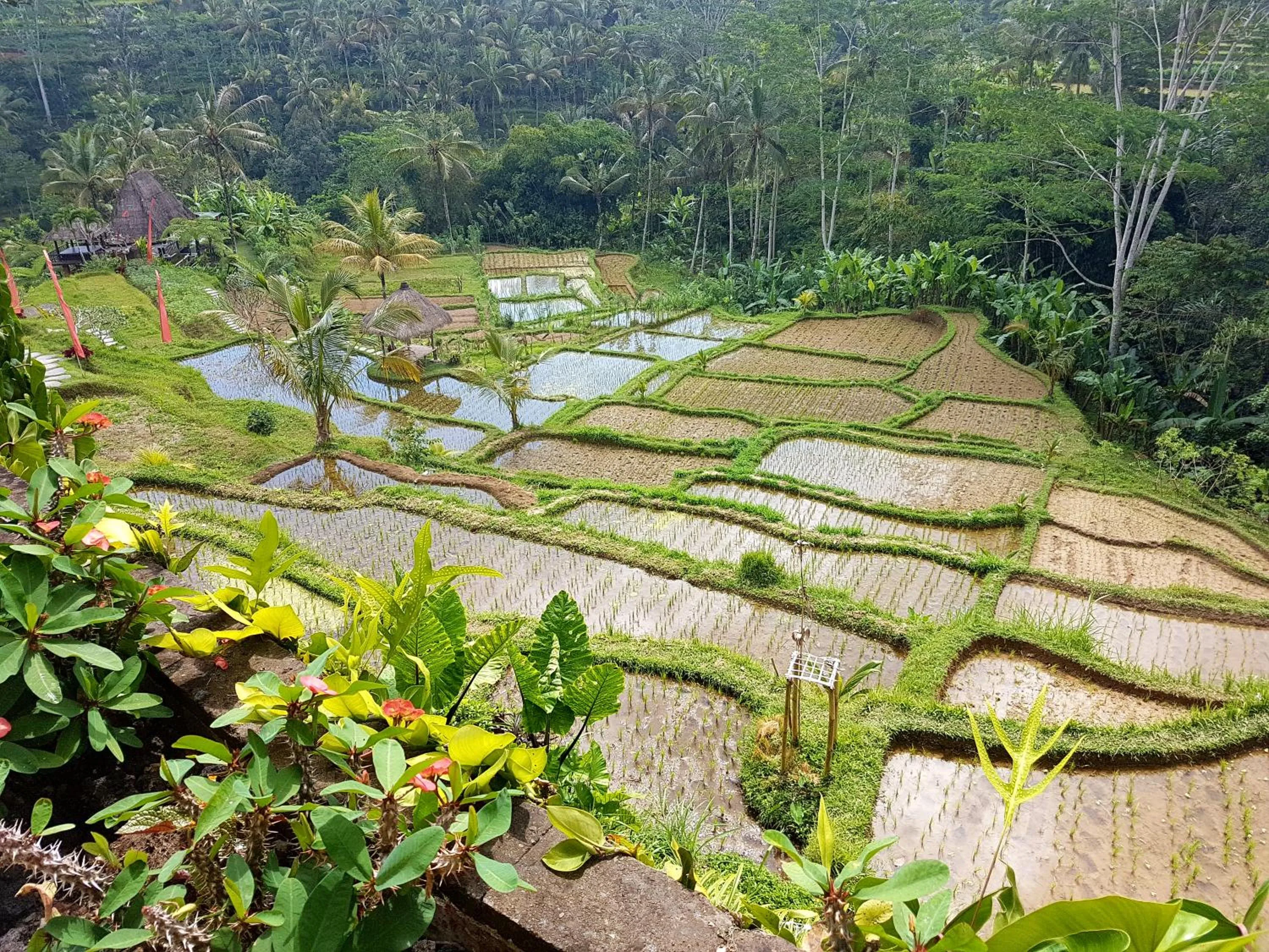 View (from property/room) in Adiwana Dara Ayu Villas
