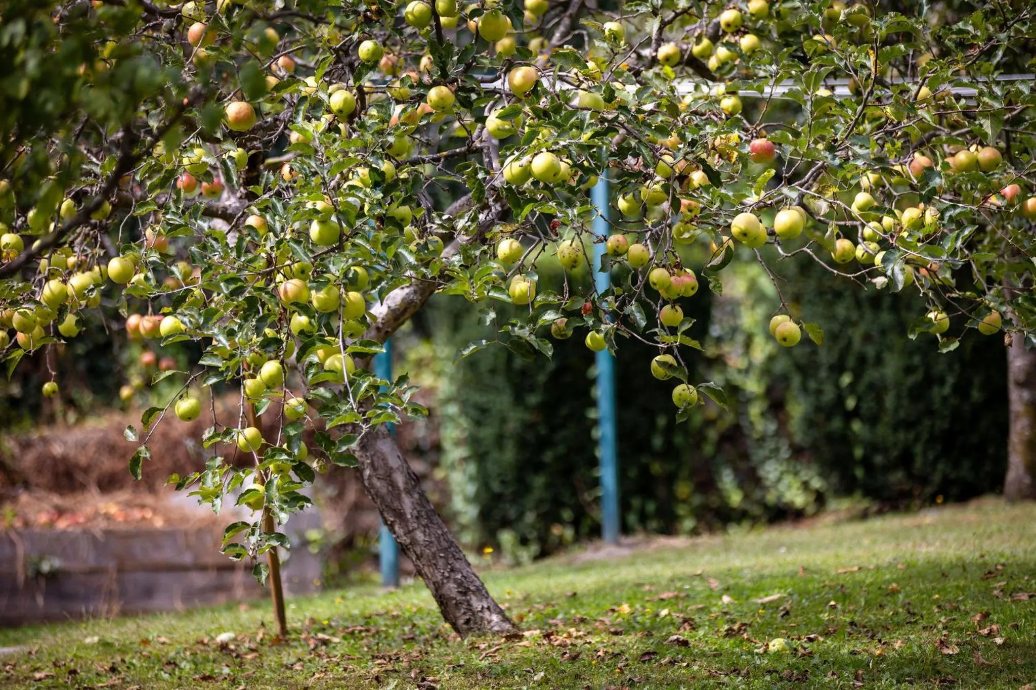 Garden in Villa Marienhof