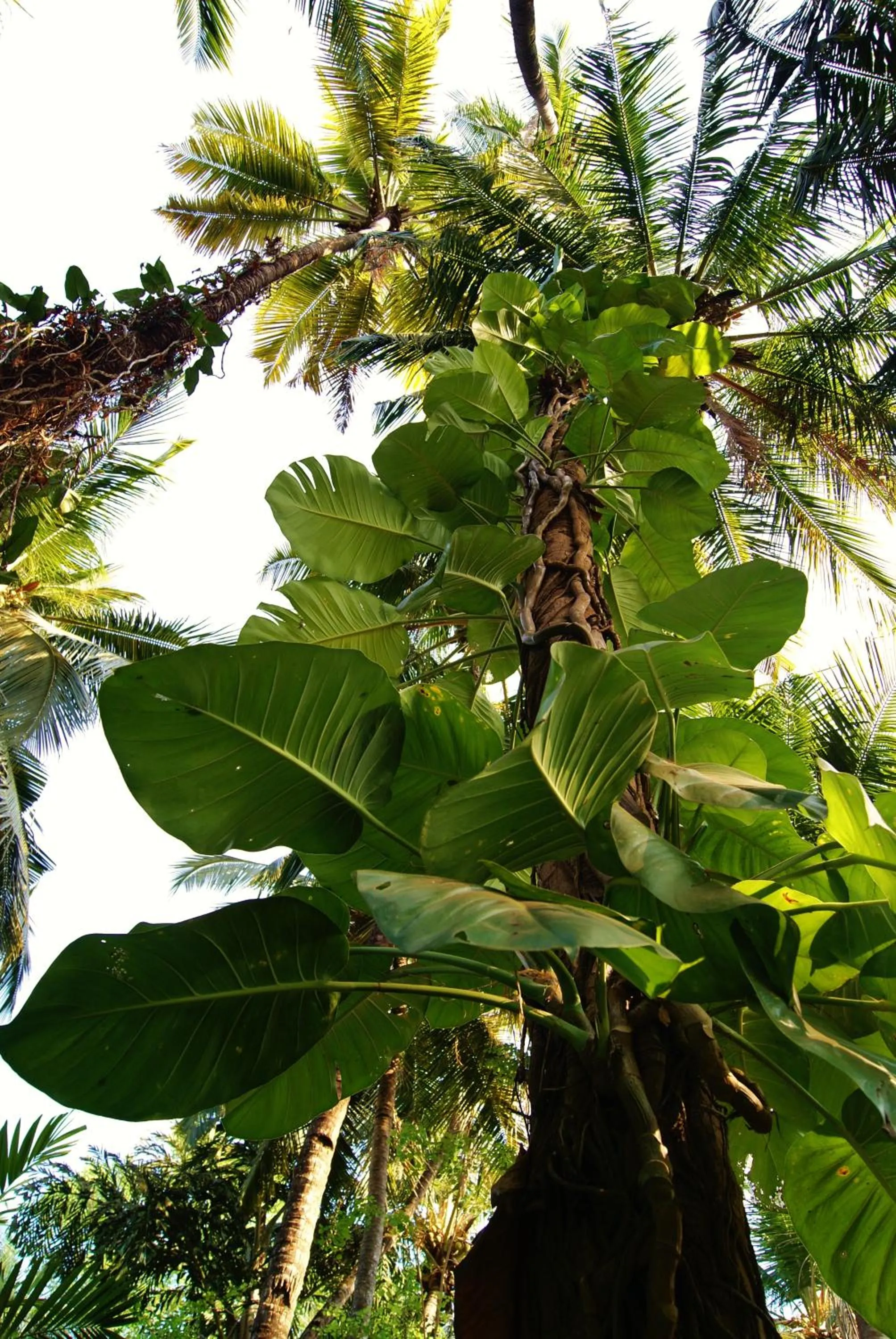 Property building in Bhakti Kutir