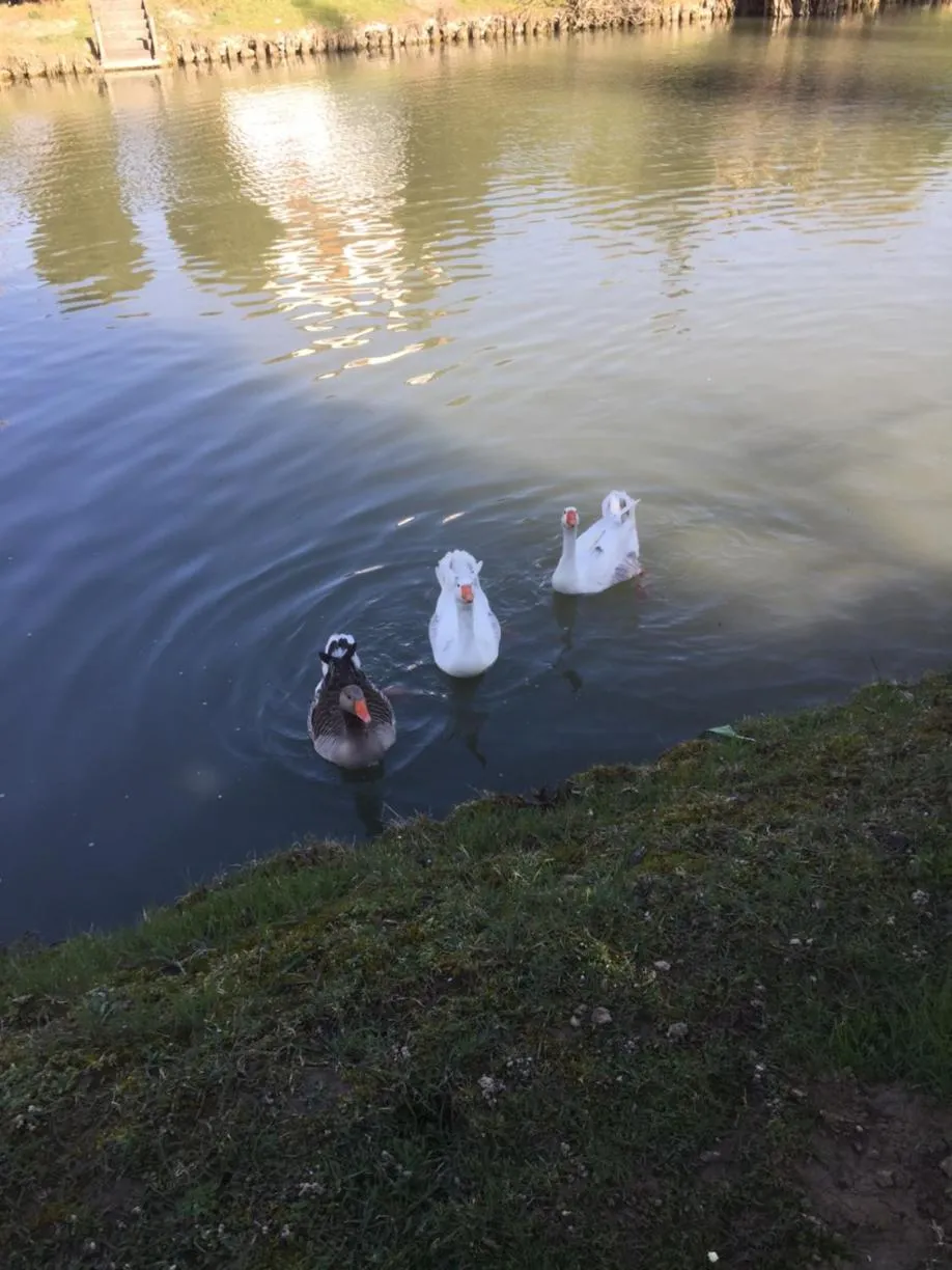 Animals in Dimora Naviglio