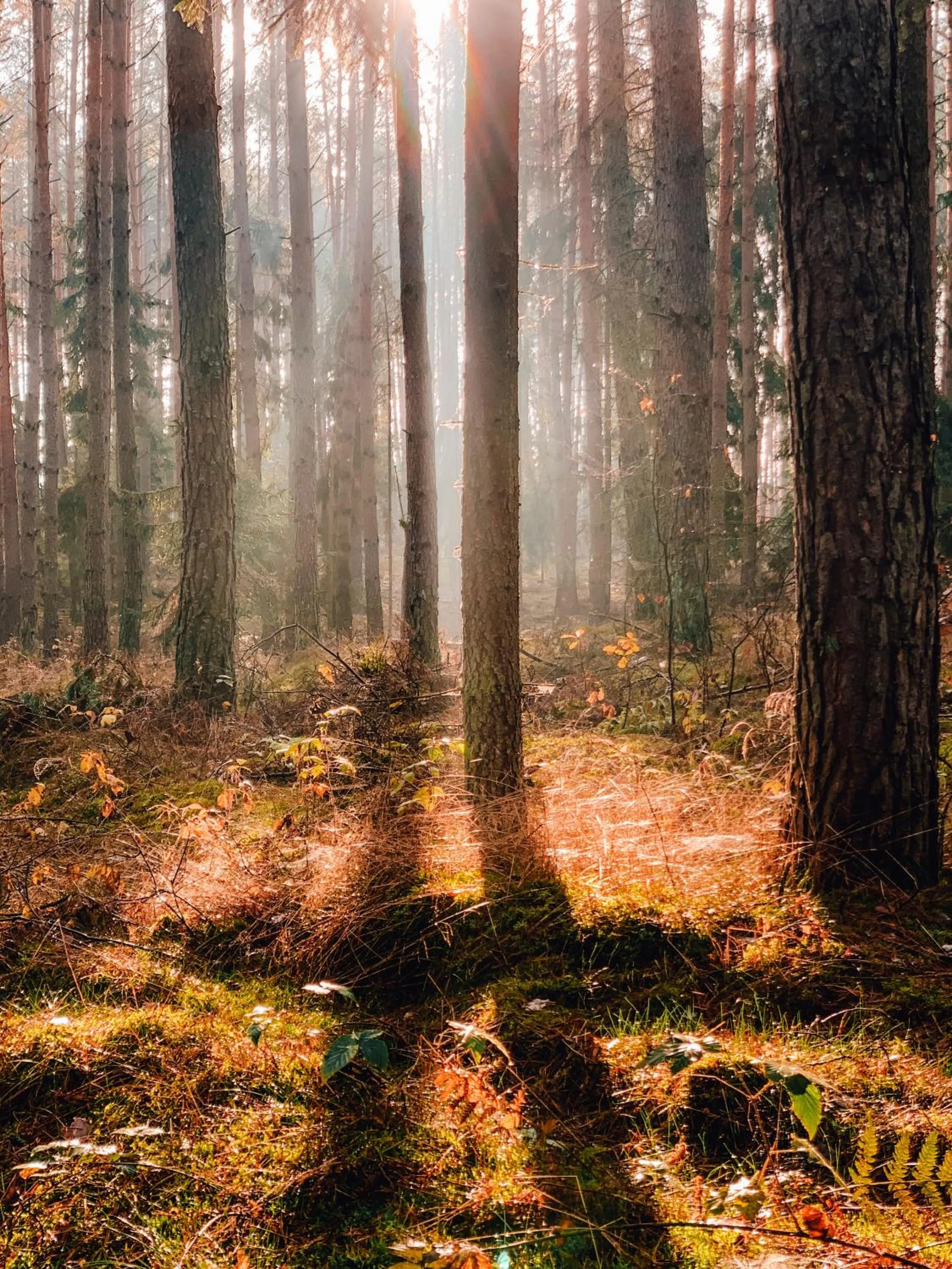 Natural landscape in Przystanek Tleń