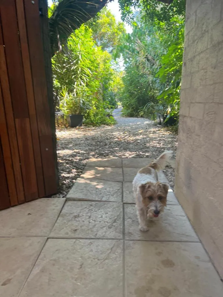 Pets in Tallow Beach Motel