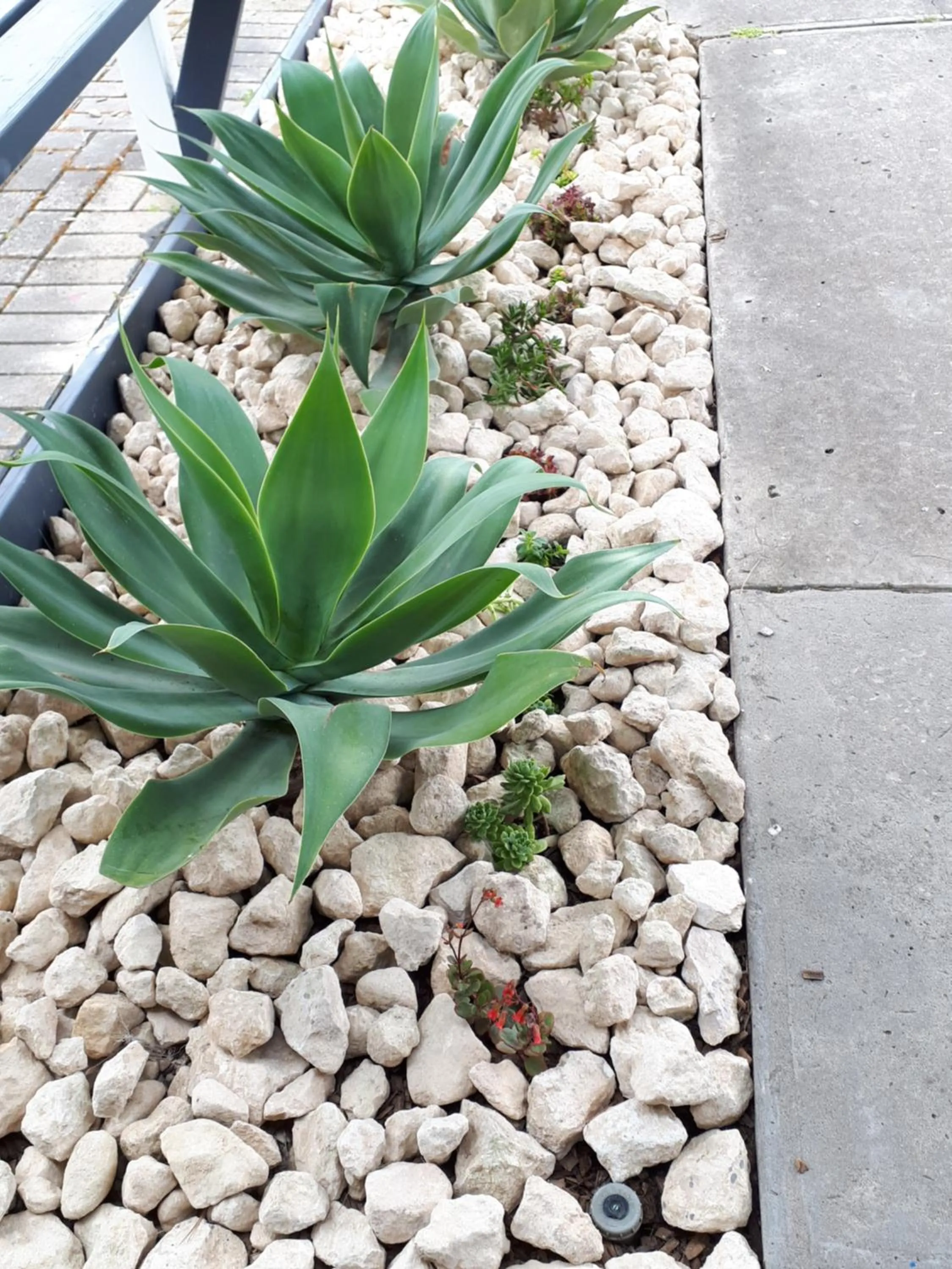 Garden in Meningie Waterfront Motel