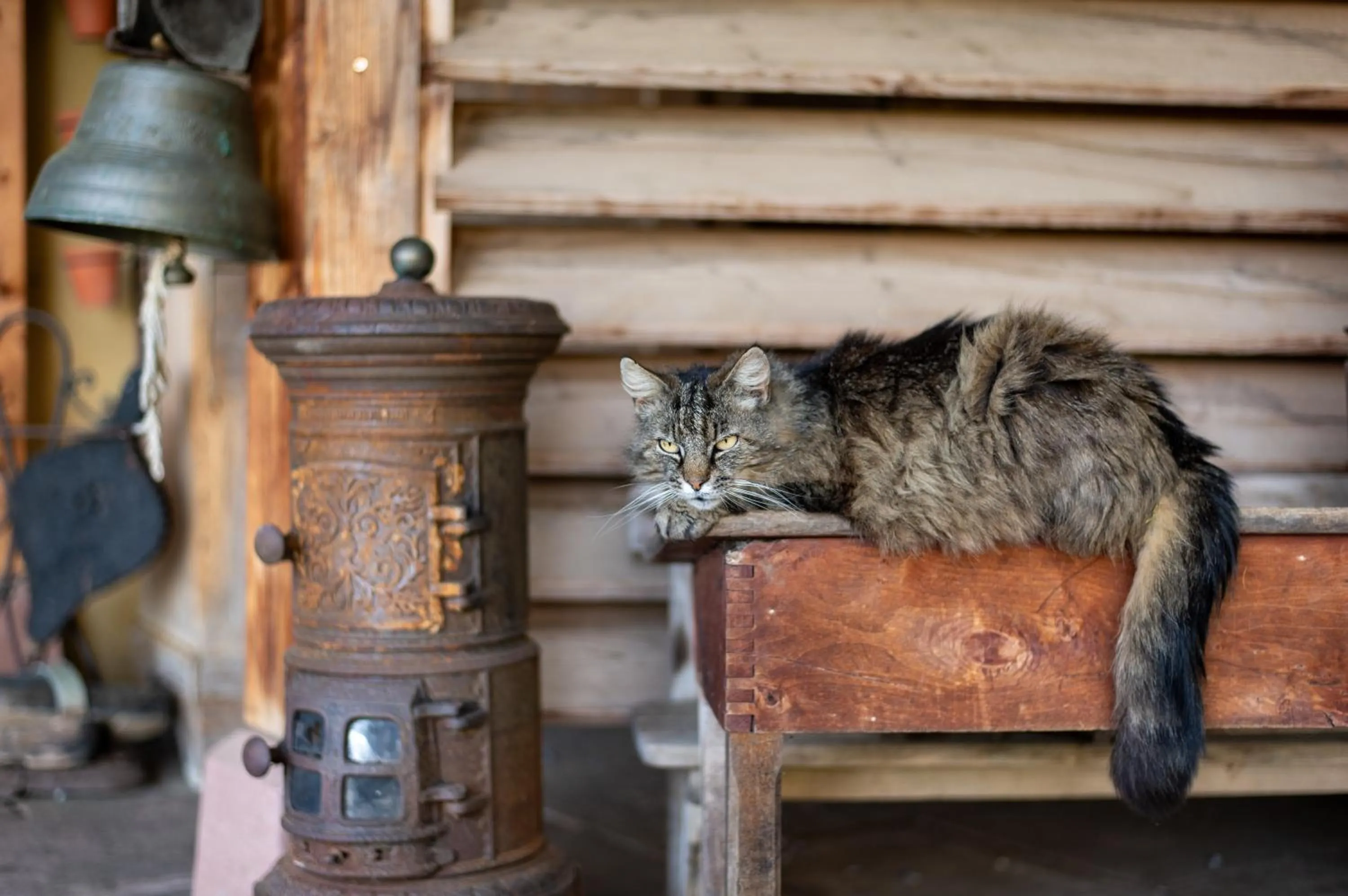 Pets in La Grange d'Hannah - gîte & chambre d’hôtes de charme