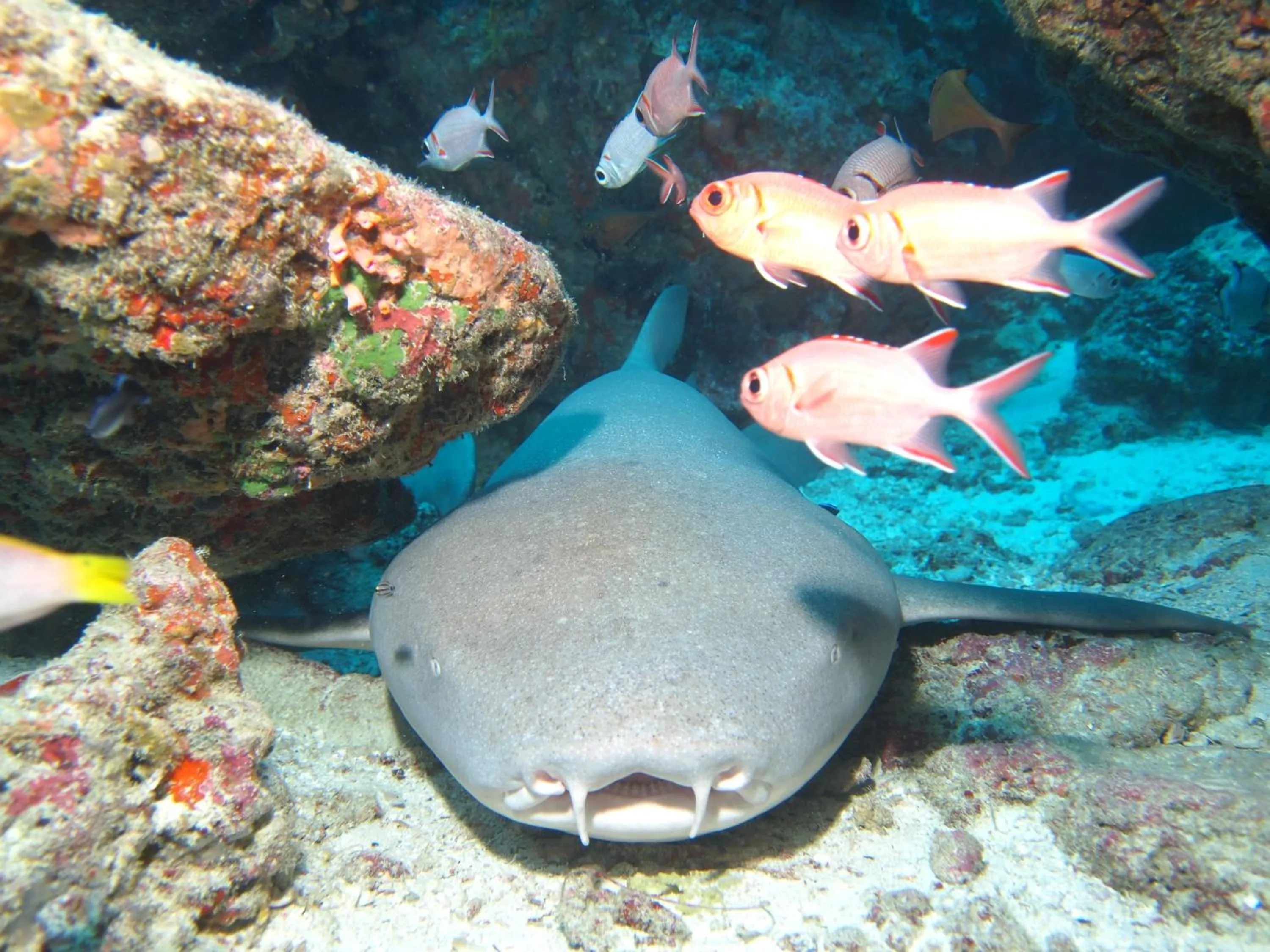 Activities in Araamu Hotels Maldives at Dhiffushi