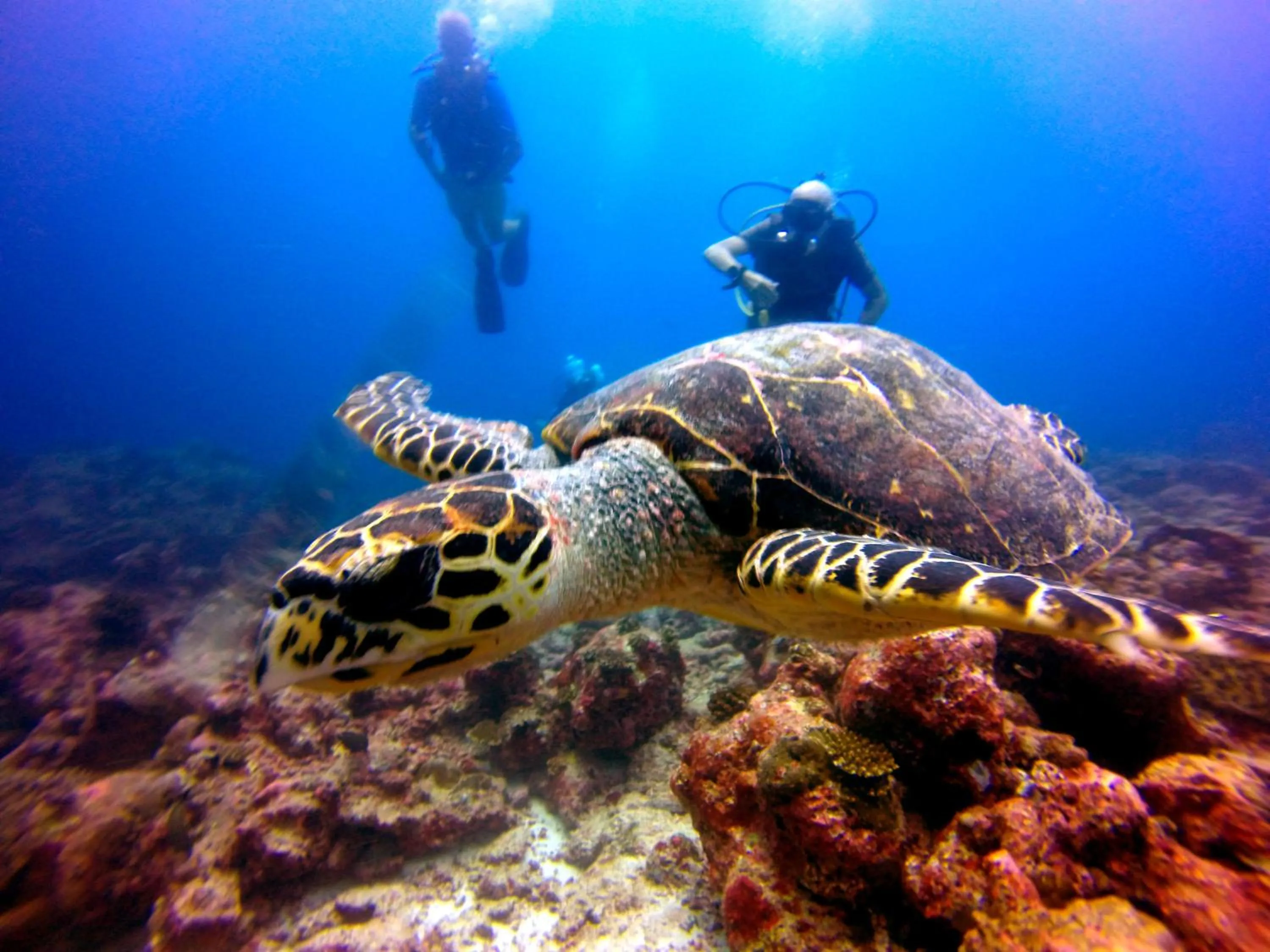 Natural landscape in Araamu Hotels Maldives at Dhiffushi