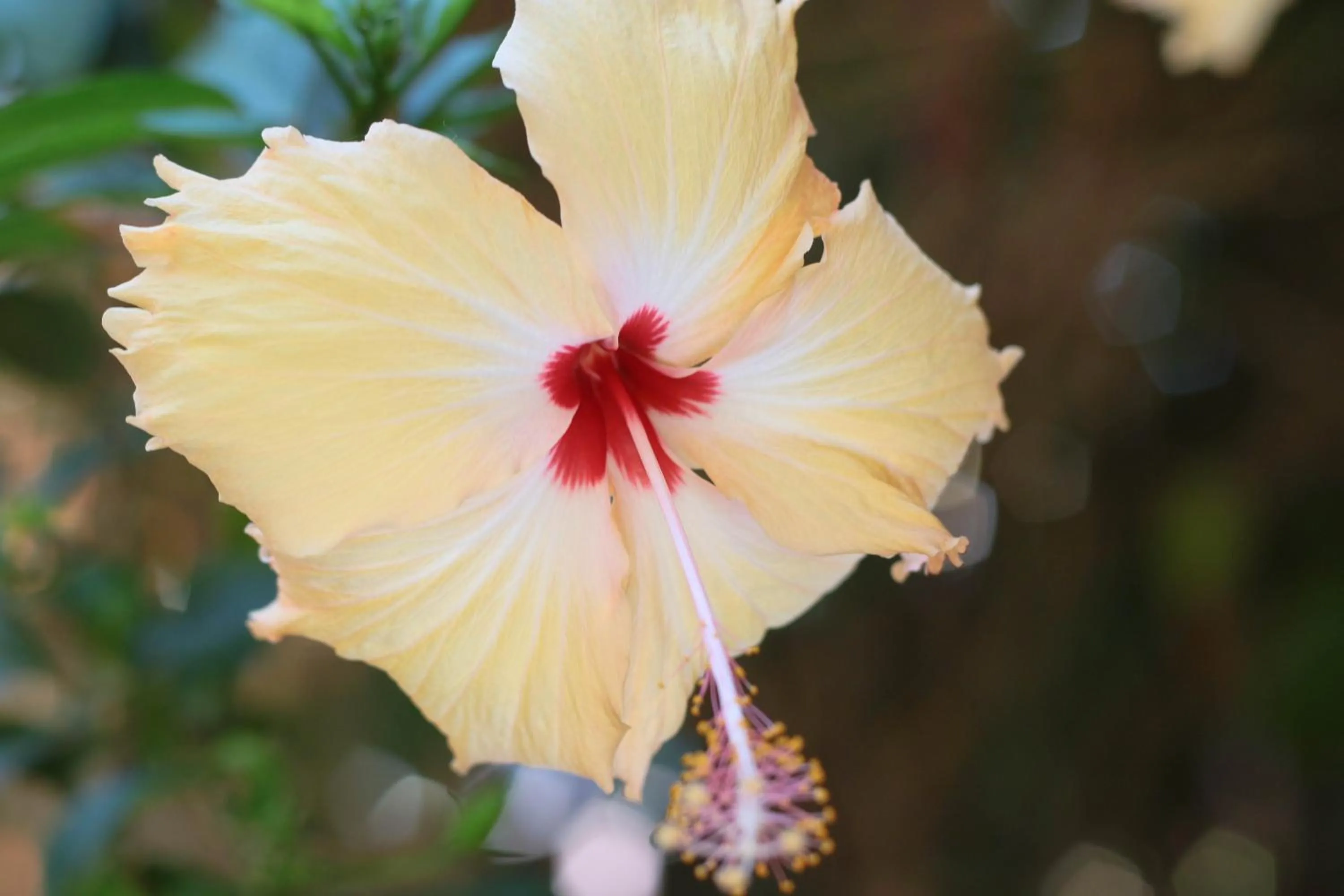 Garden in Pousada Leão Marinho
